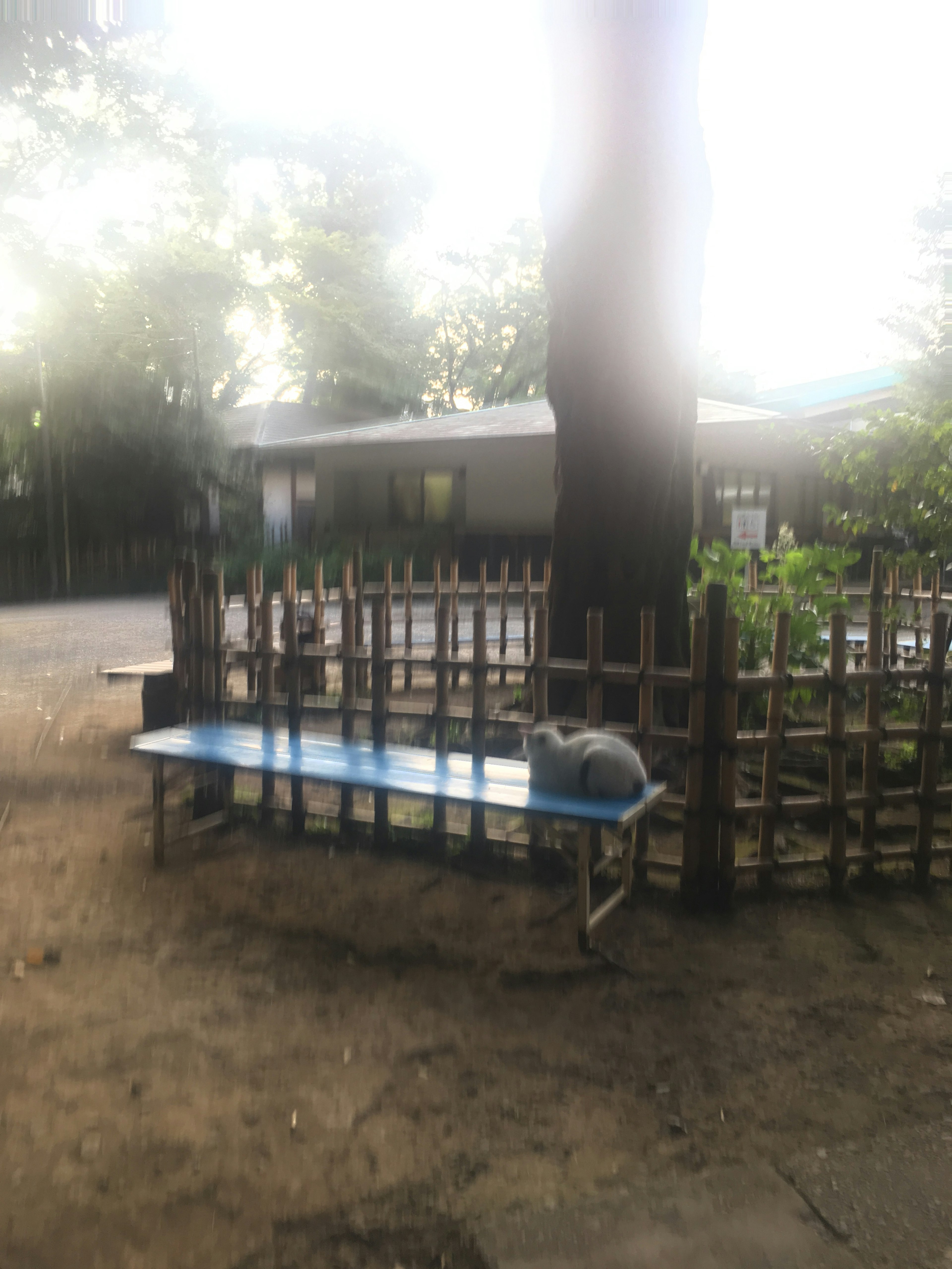 Seekor kucing duduk di bangku biru di taman