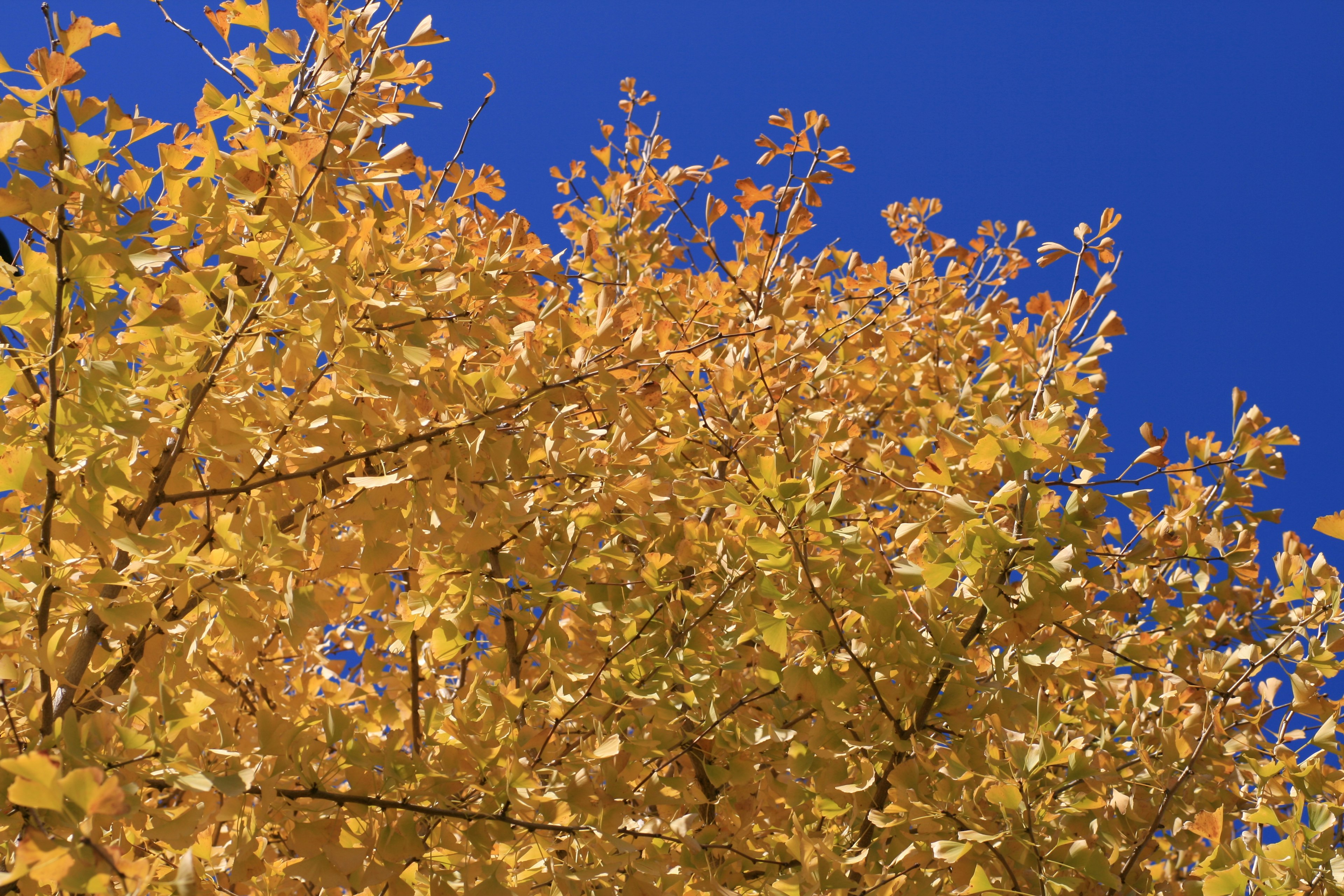 Feuilles jaunes vibrantes contre un ciel bleu clair