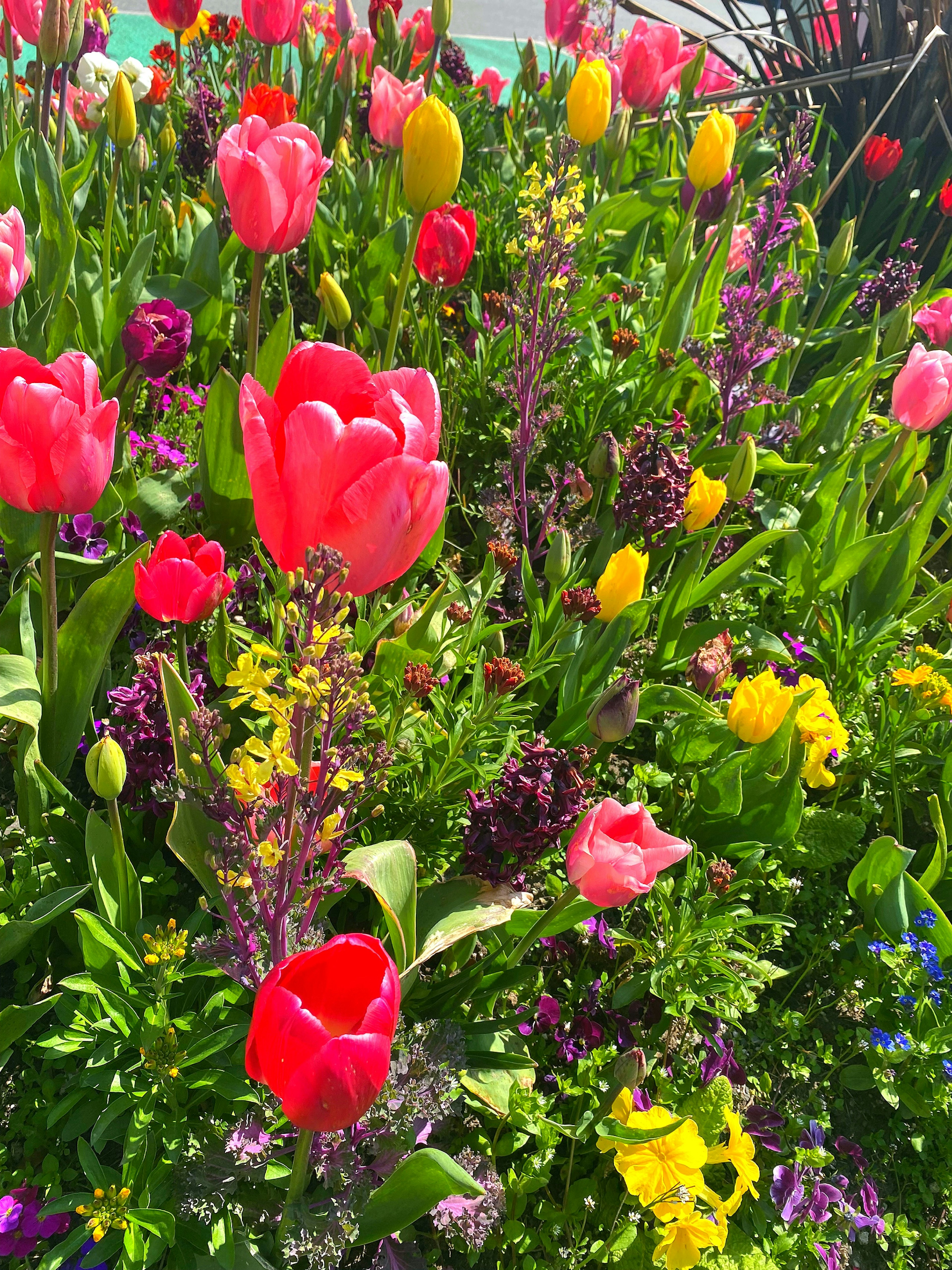 Tulipes colorées et fleurs épanouies dans un jardin