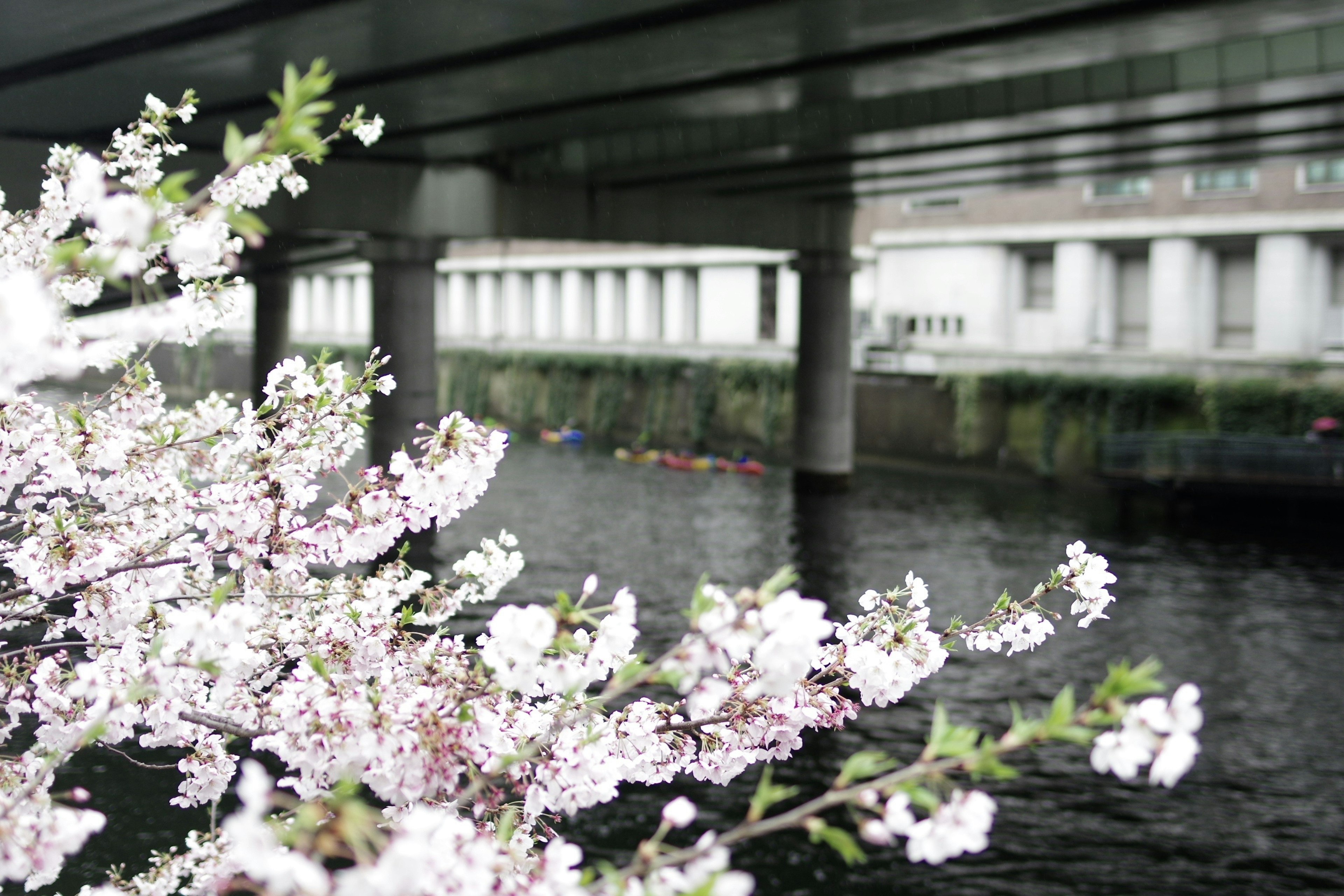 Flores de cerezo floreciendo cerca del agua con un puente arriba