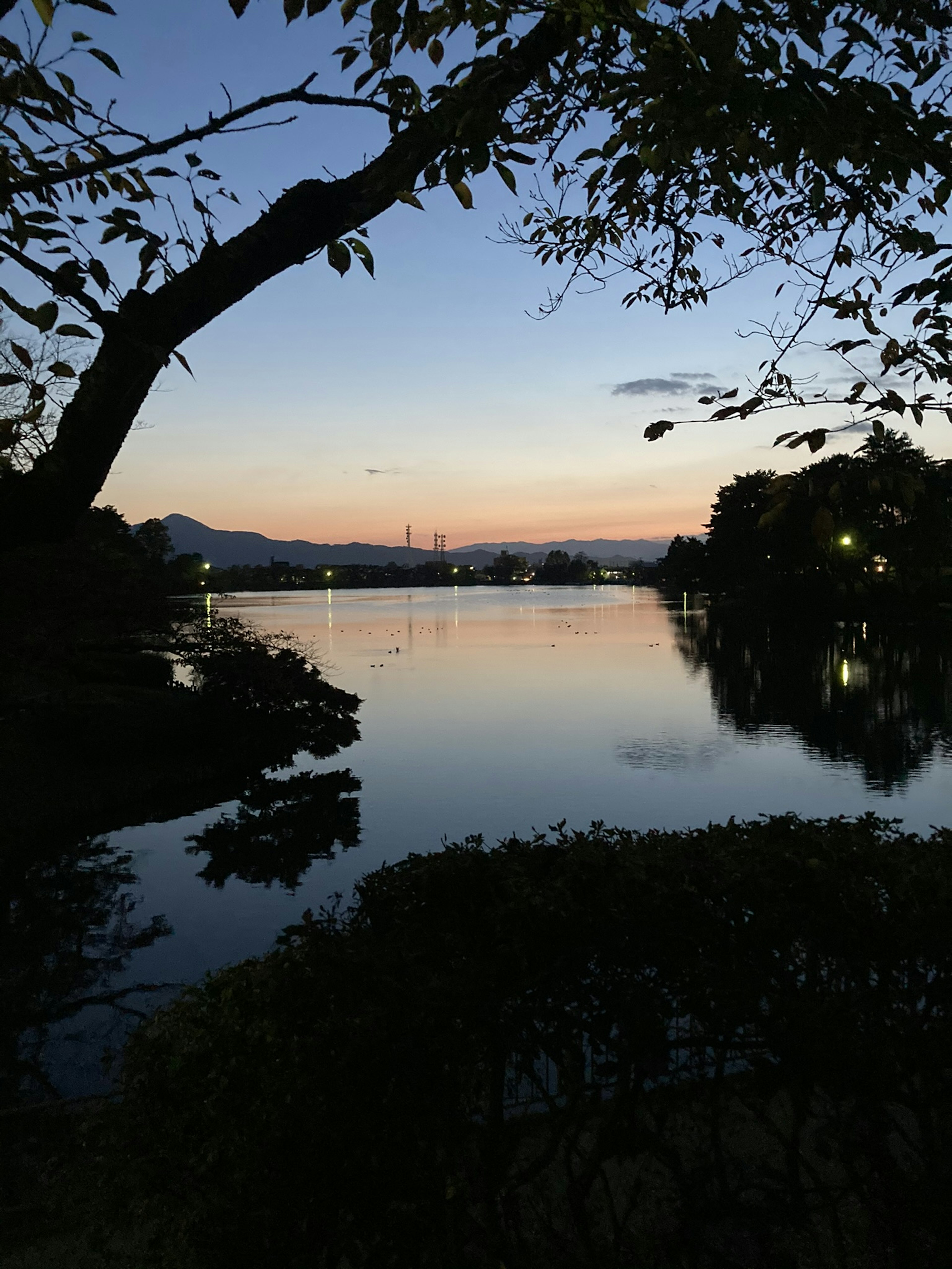 夕暮れの湖の風景、木のシルエット、穏やかな水面