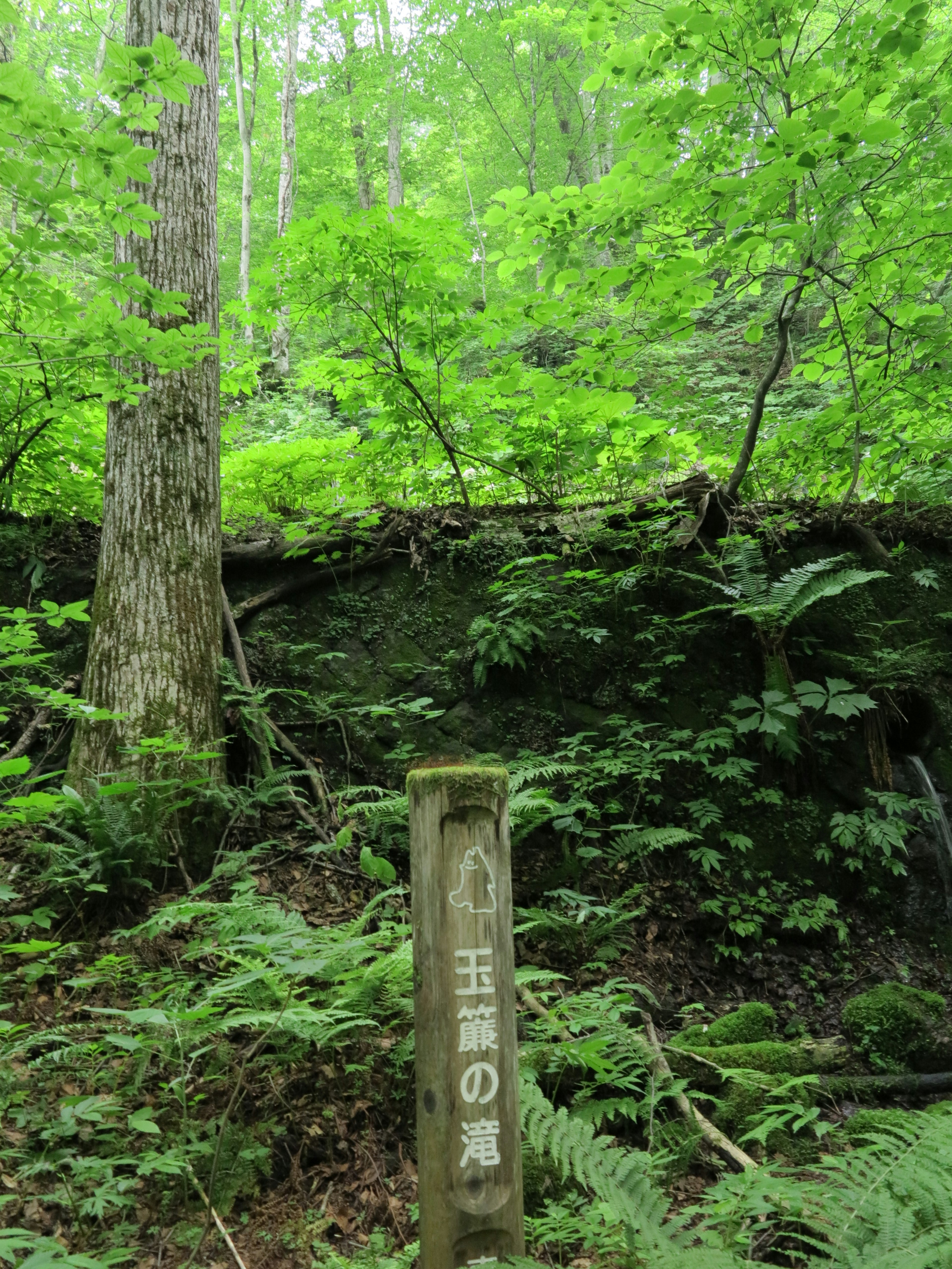 Cartel en un bosque frondoso con árboles y helechos