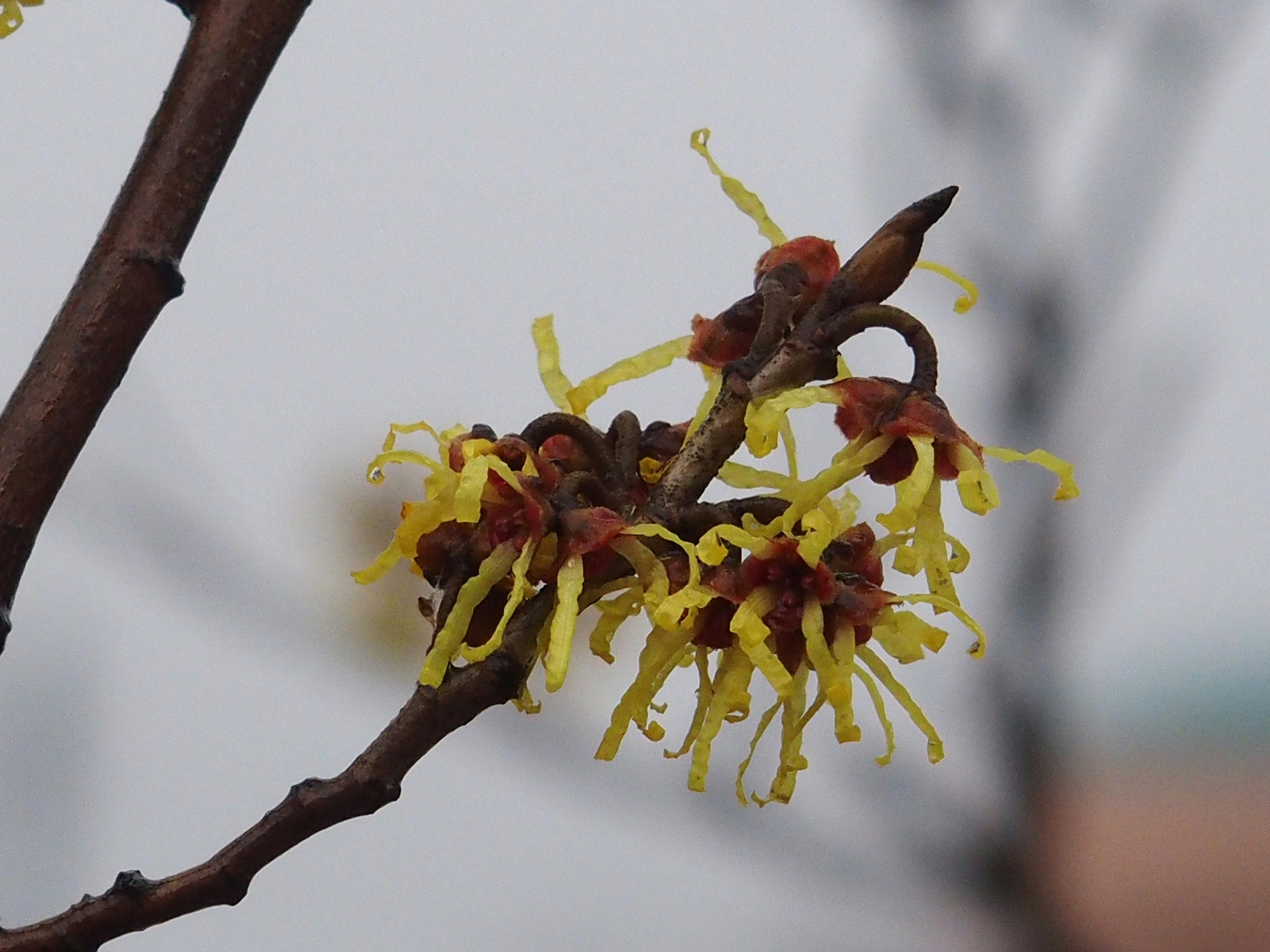 Gros plan d'une branche avec des fleurs jaunes