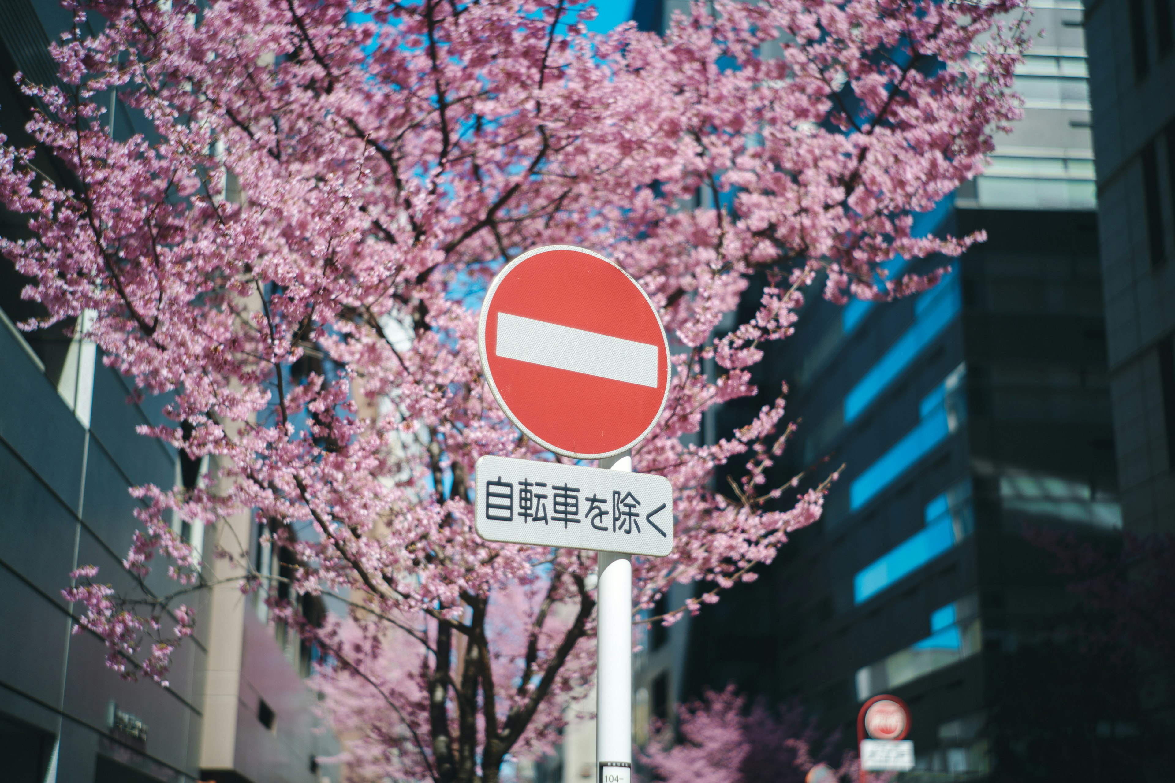 桜の花が咲く街路の禁止標識