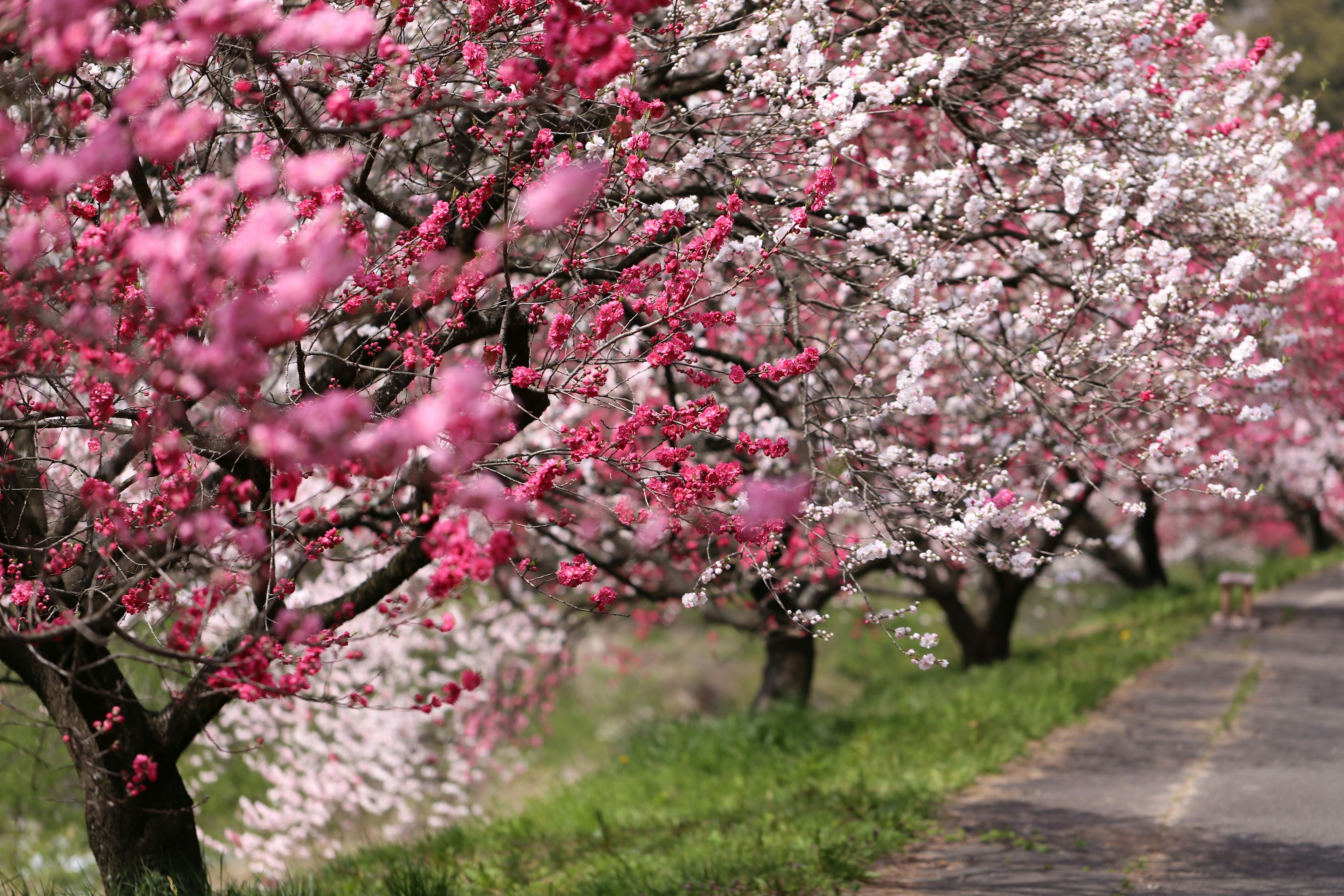 色とりどりの桜の木が並ぶ道の景色