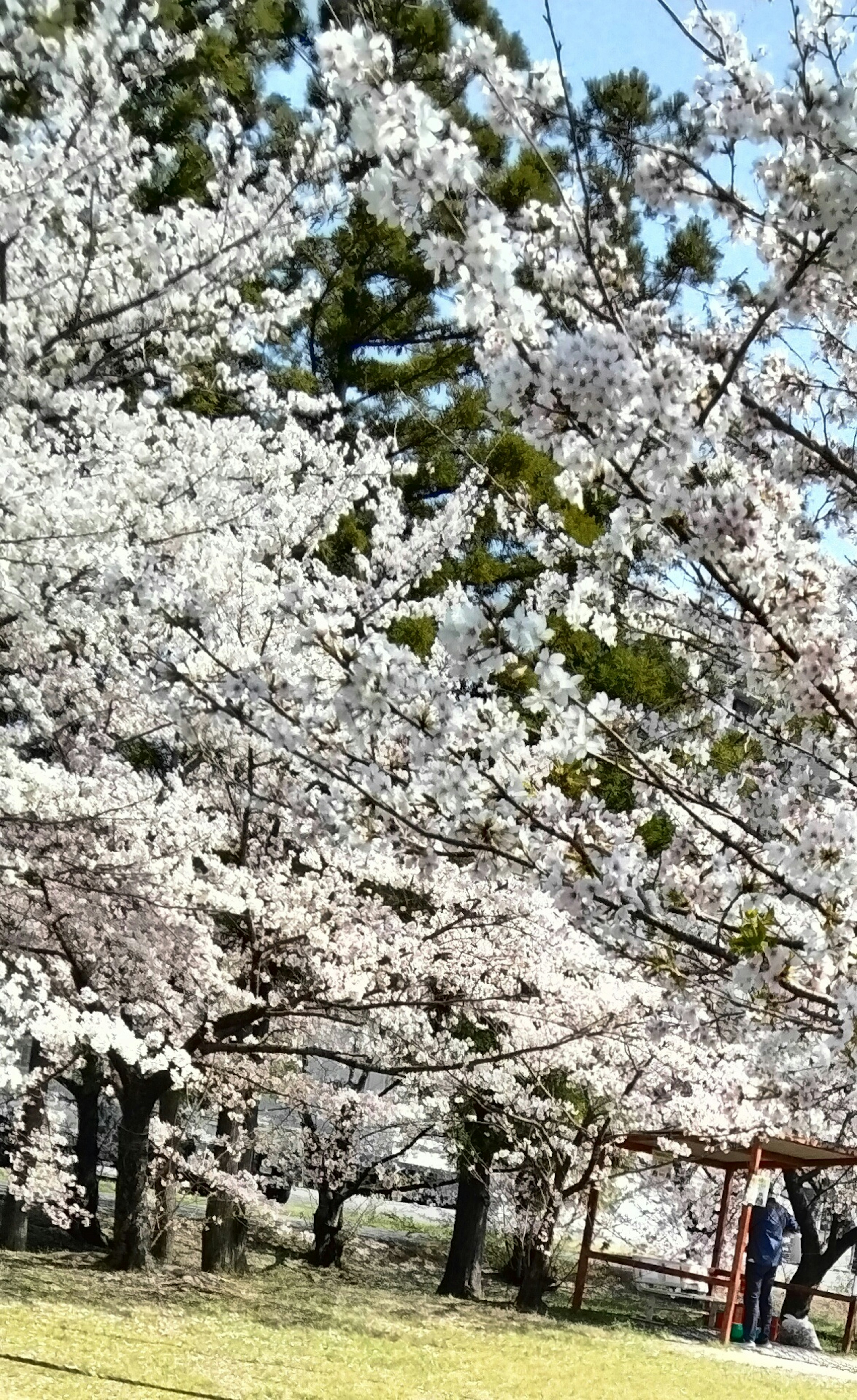 Cerisier en fleurs dans un parc avec des arbres verts et un ciel bleu