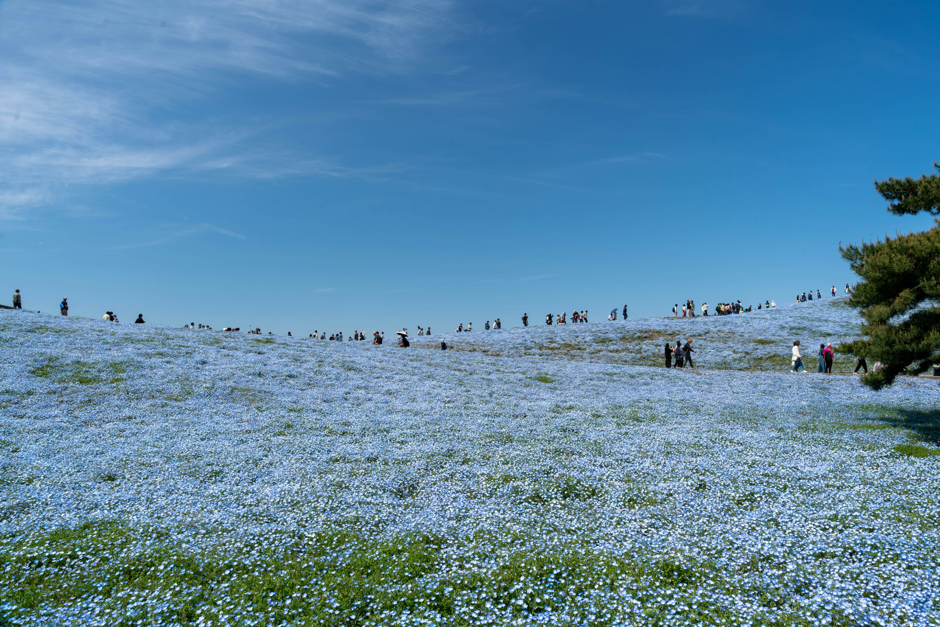 Un paysage de fleurs bleues couvrant une colline avec des gens éparpillés