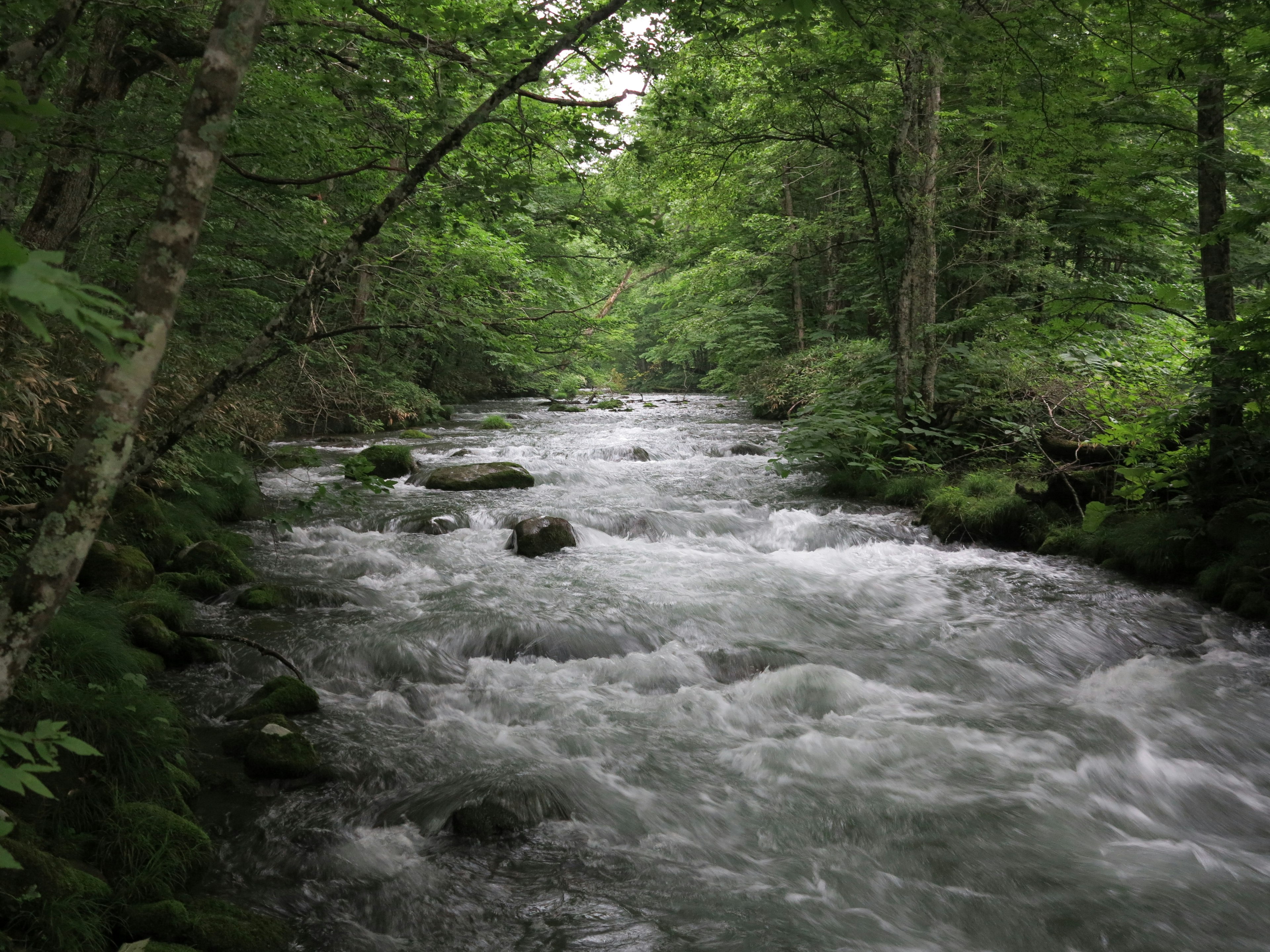 Ein fließender Bach, umgeben von üppigem grünem Wald