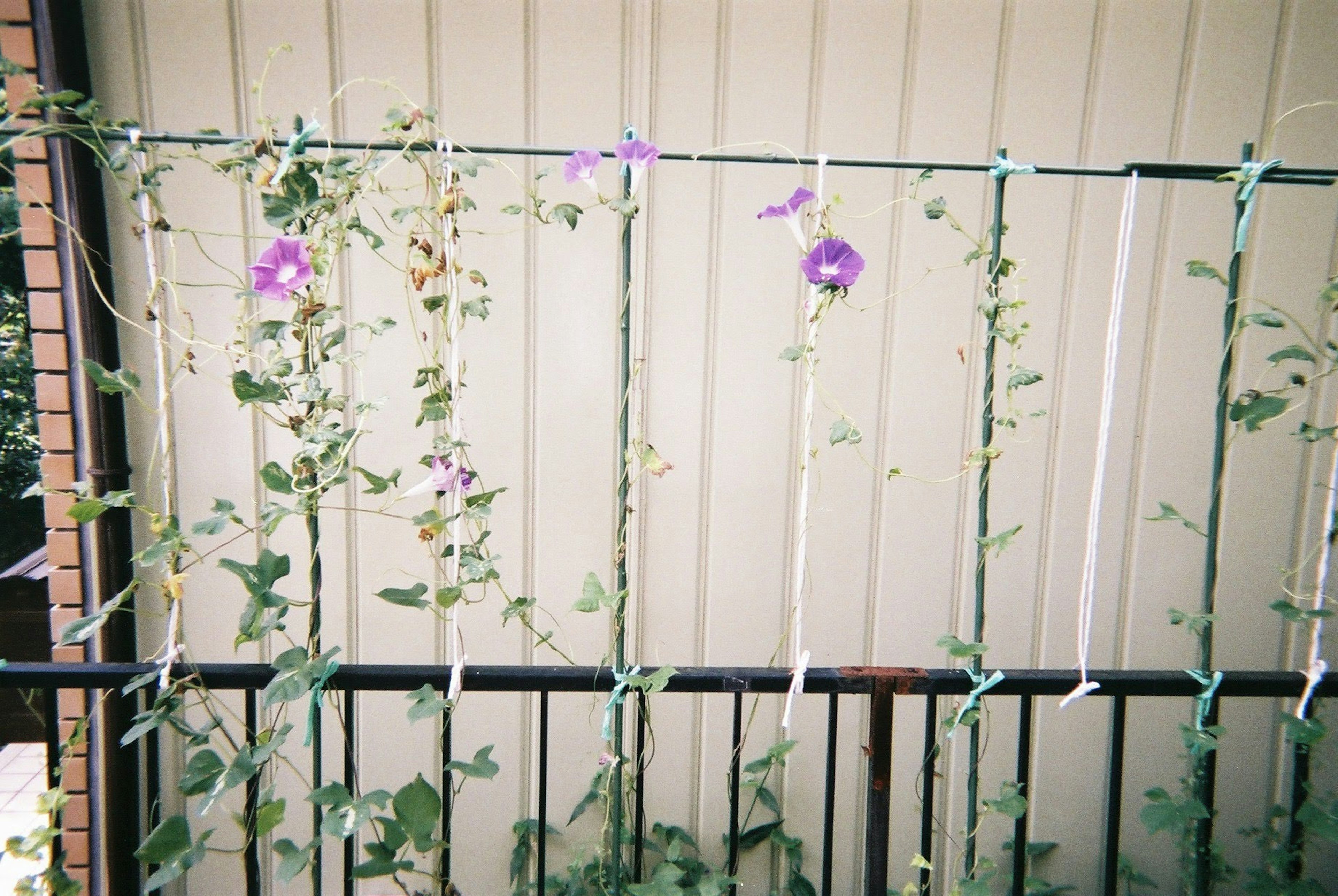 Vides verdes con flores moradas trepando por un enrejado