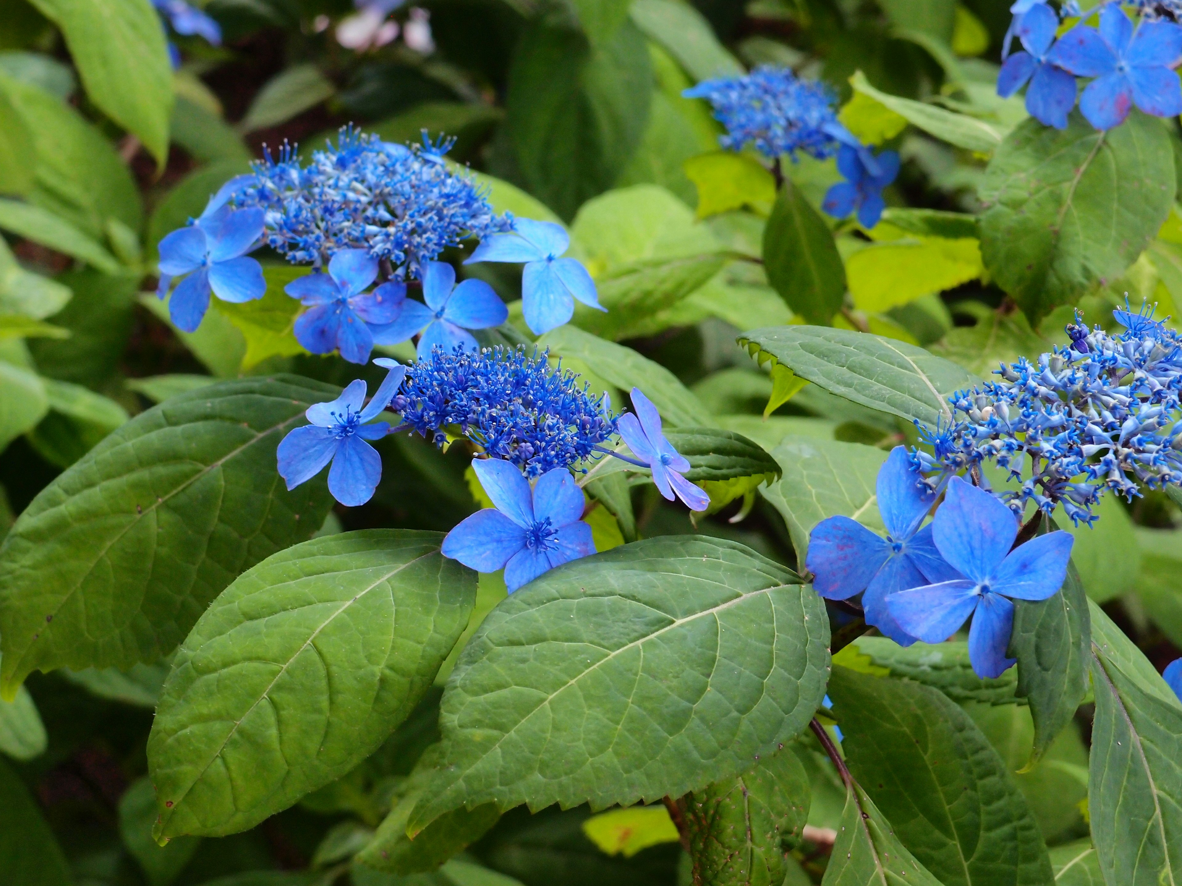 特写植物，蓝色花朵和绿色叶子