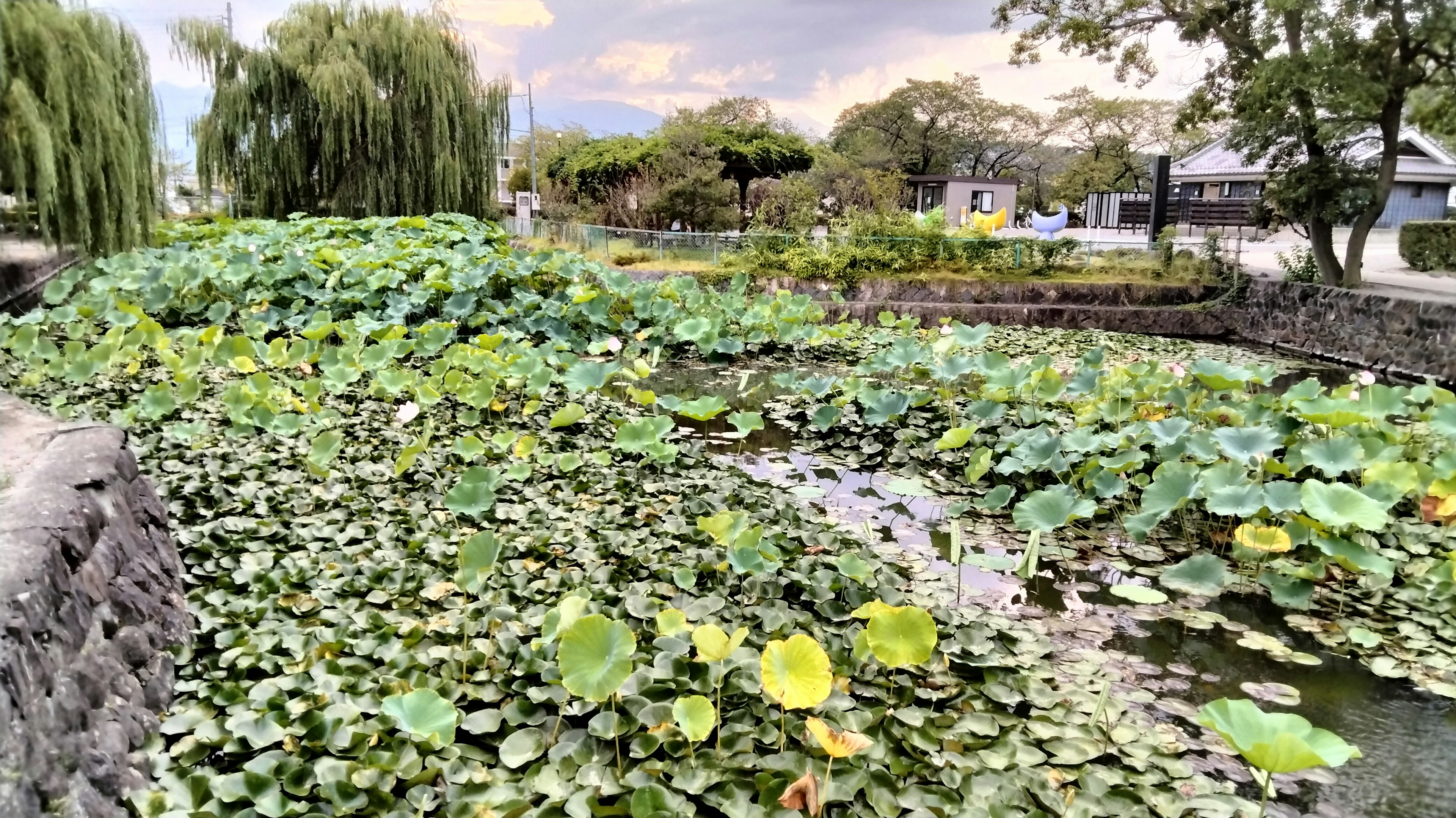 Lush pond filled with lotus leaves and serene greenery