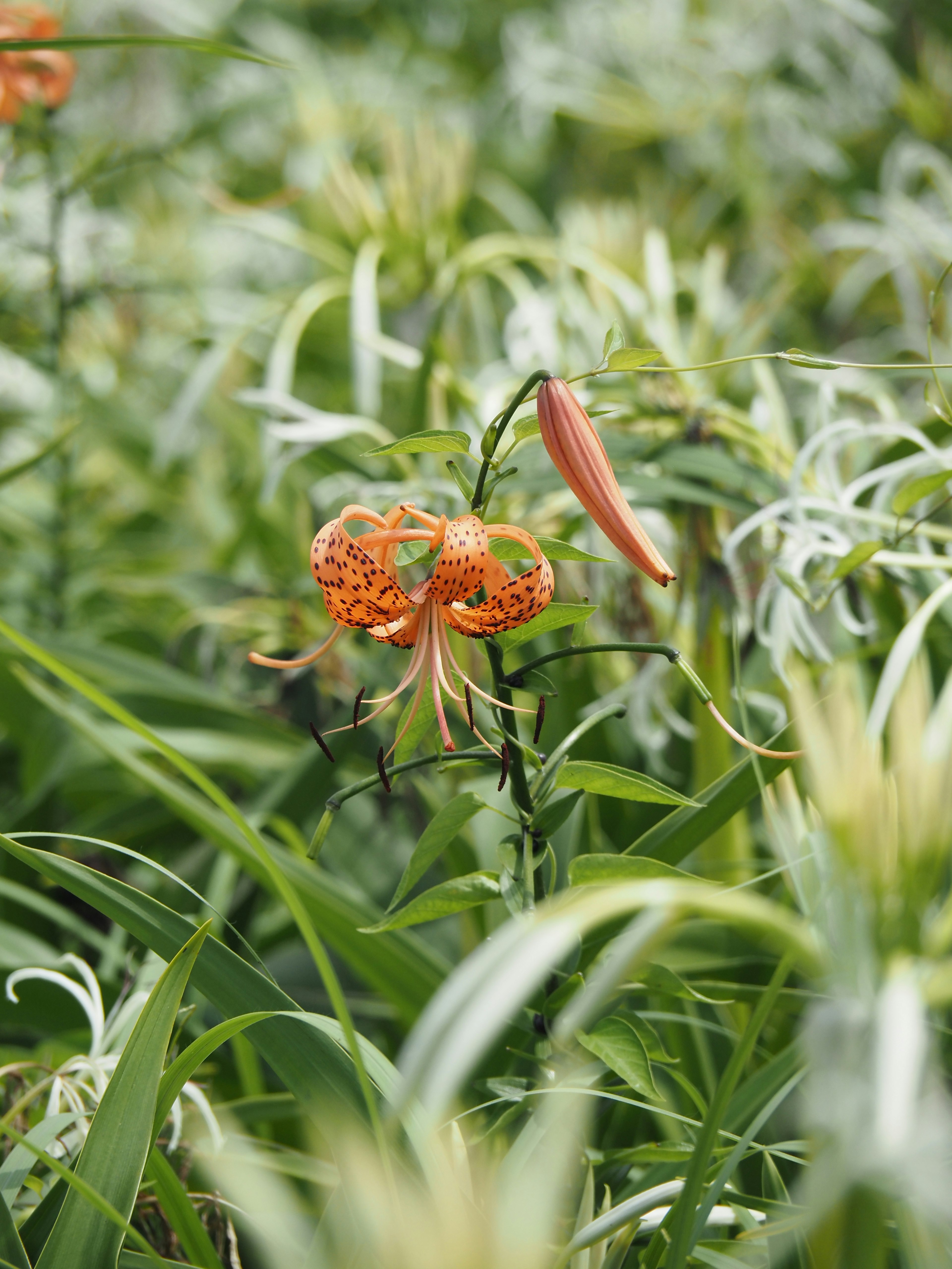 Fleur orange parmi des feuilles vertes avec des accents blancs délicats