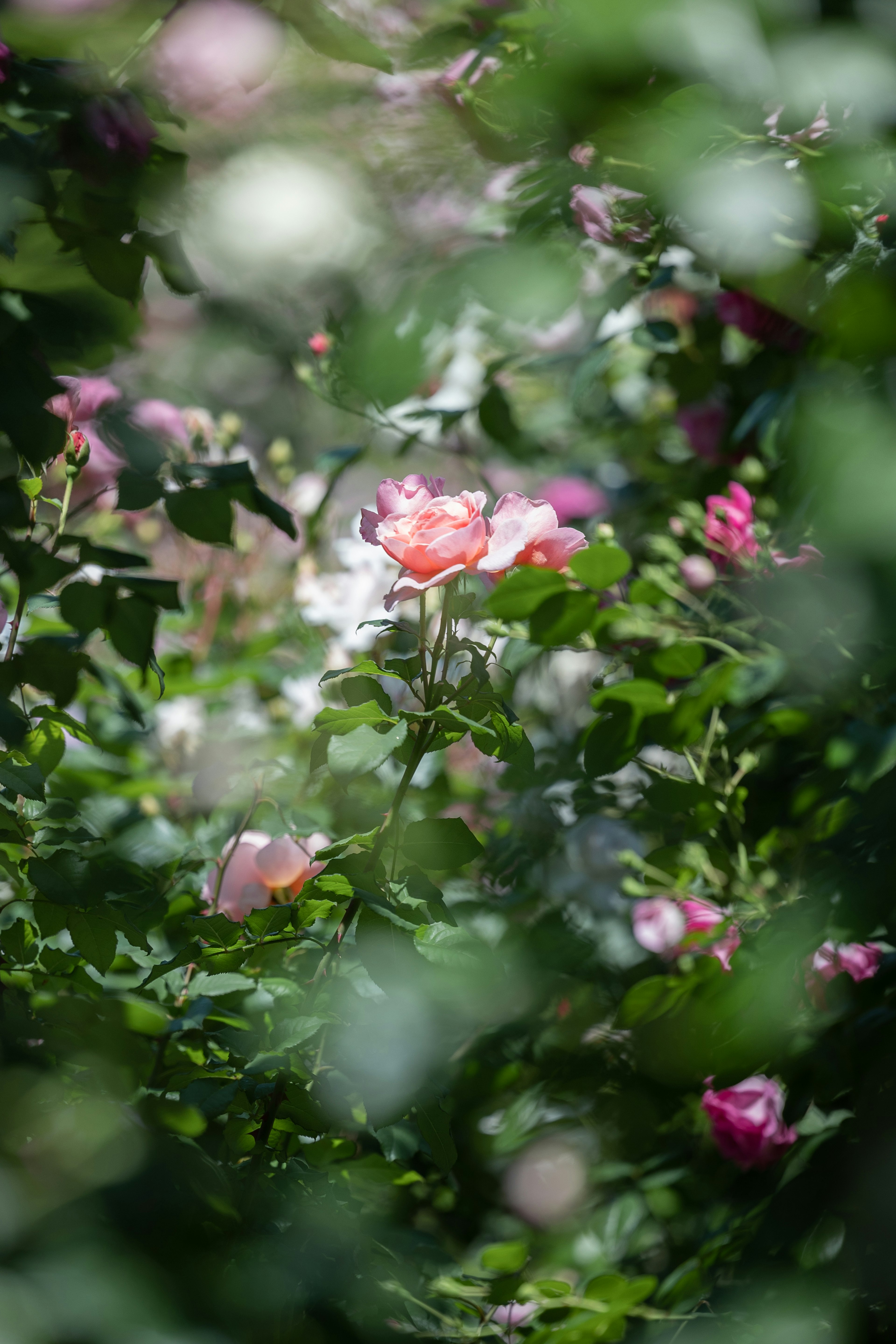 A garden scene featuring colorful roses with a pink rose in the center