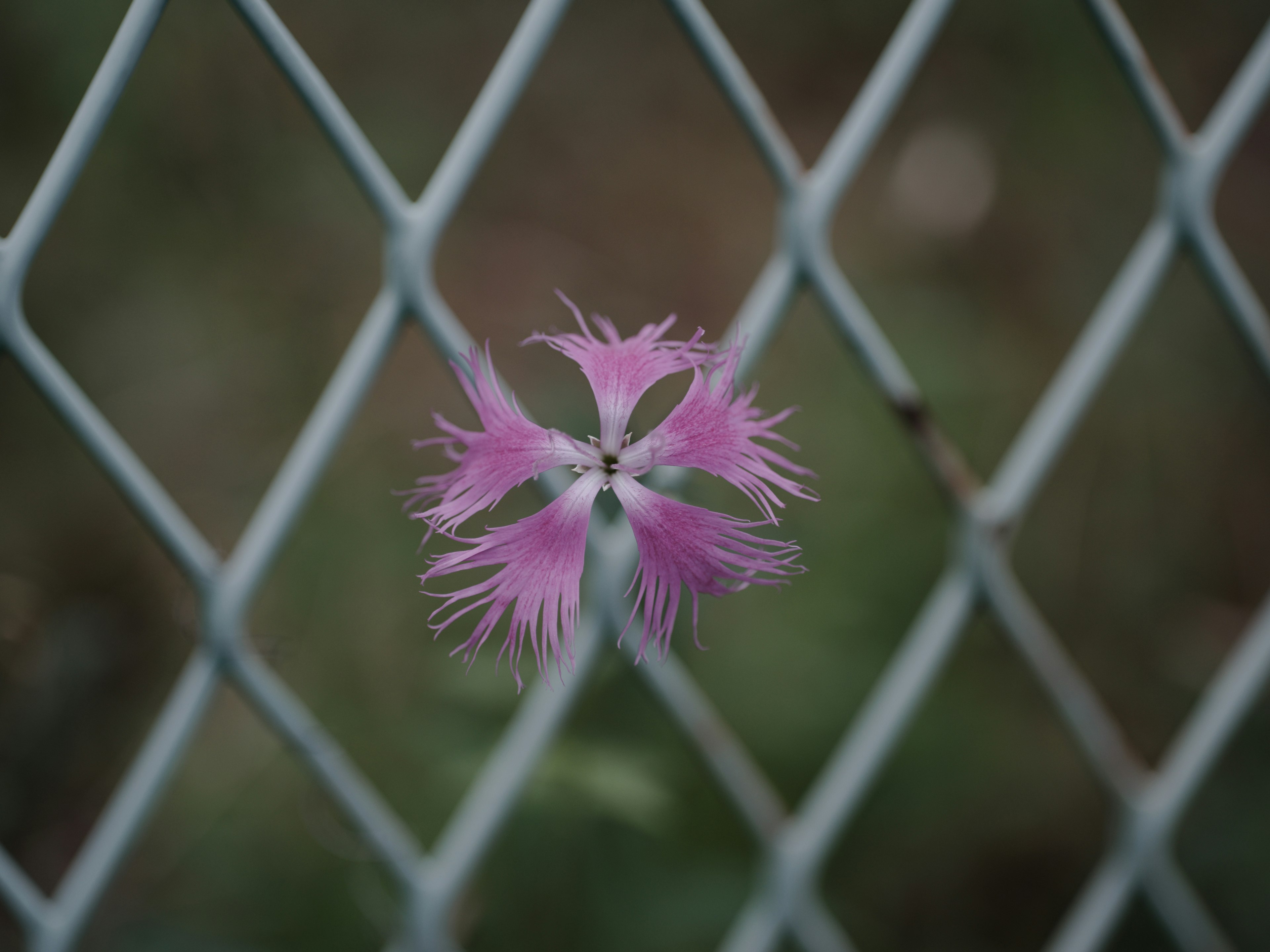 フェンスの隙間から見える鮮やかなピンクの花