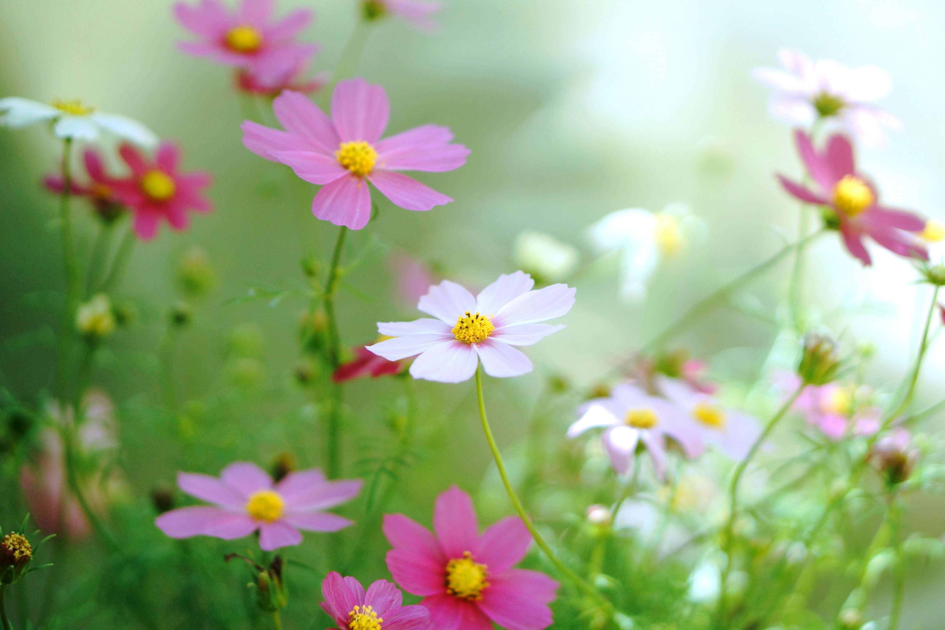 Una hermosa escena con flores coloridas floreciendo