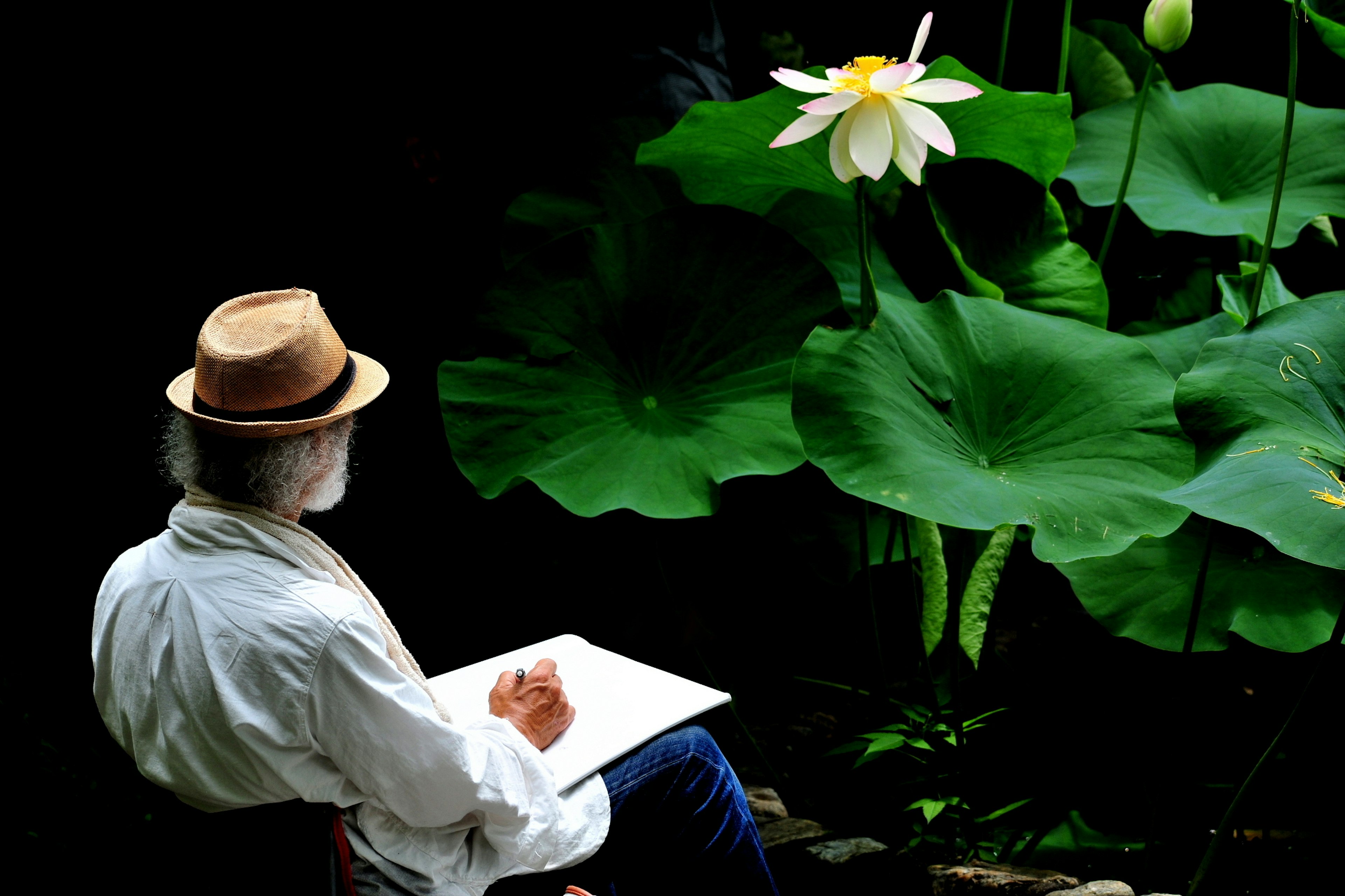 Homme âgé esquissant près d'un étang avec une fleur de lotus