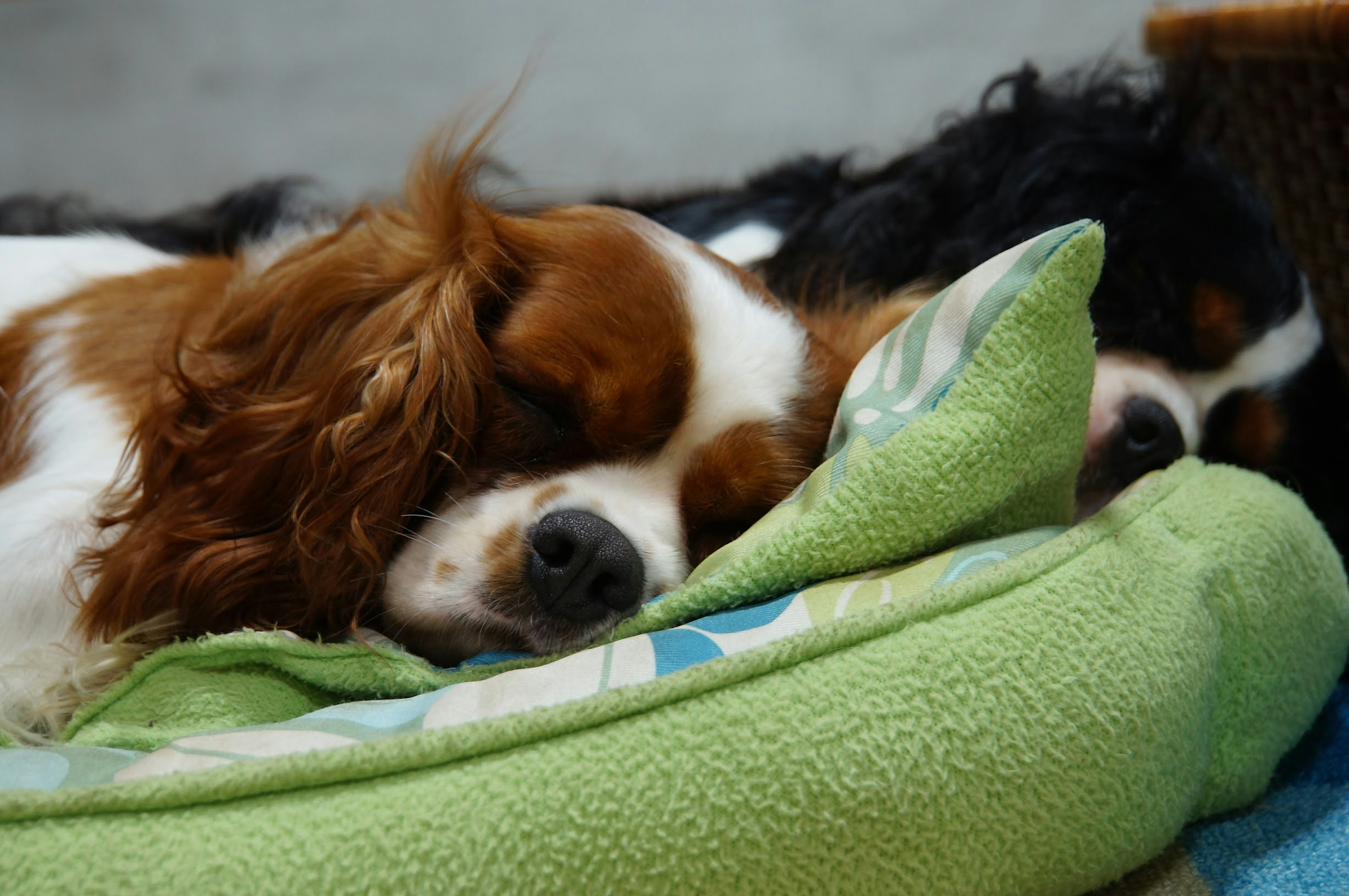 Two Cavalier King Charles Spaniels sleeping on a green cushion