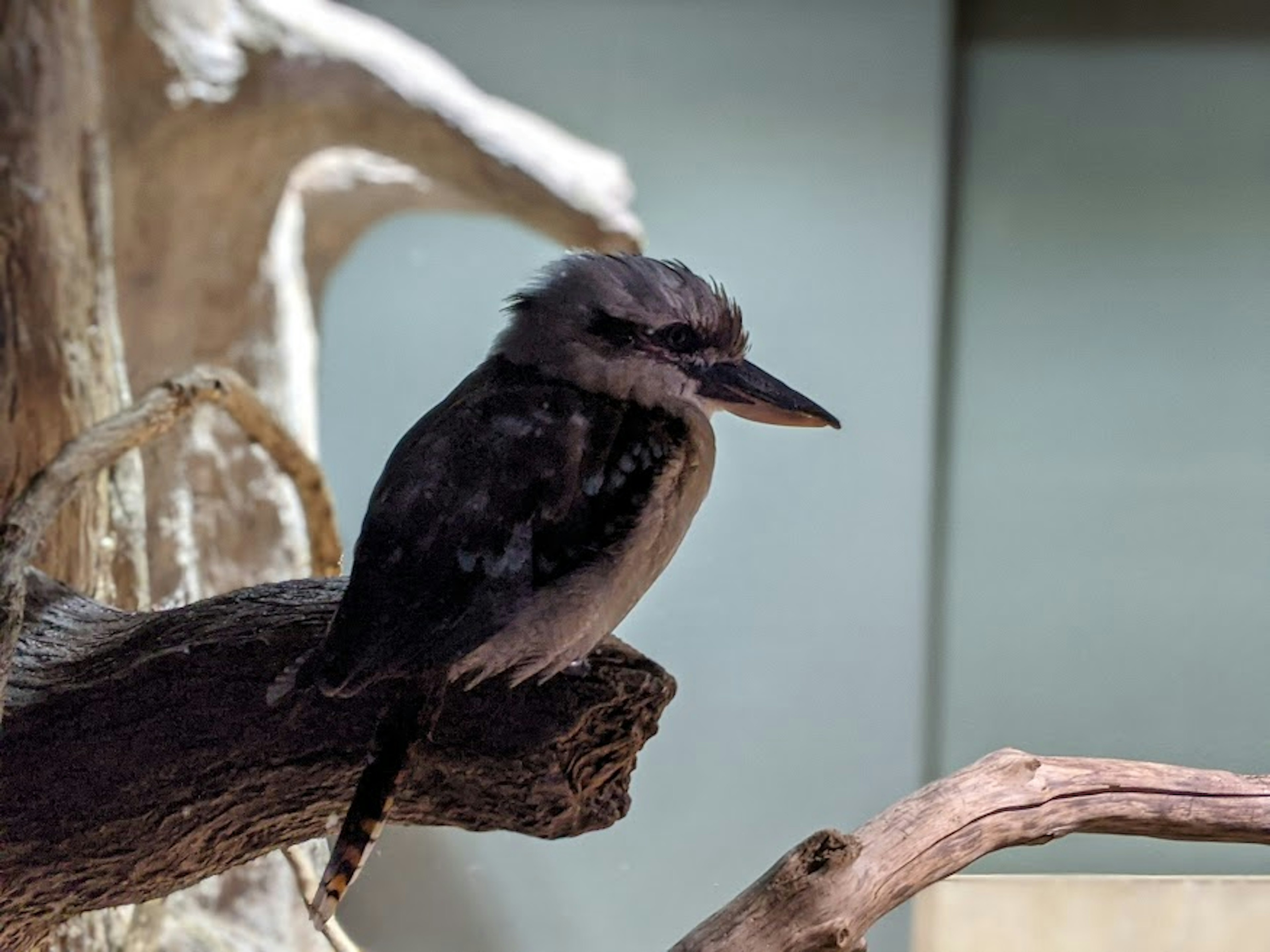 A bird resembling a kookaburra perched on a branch