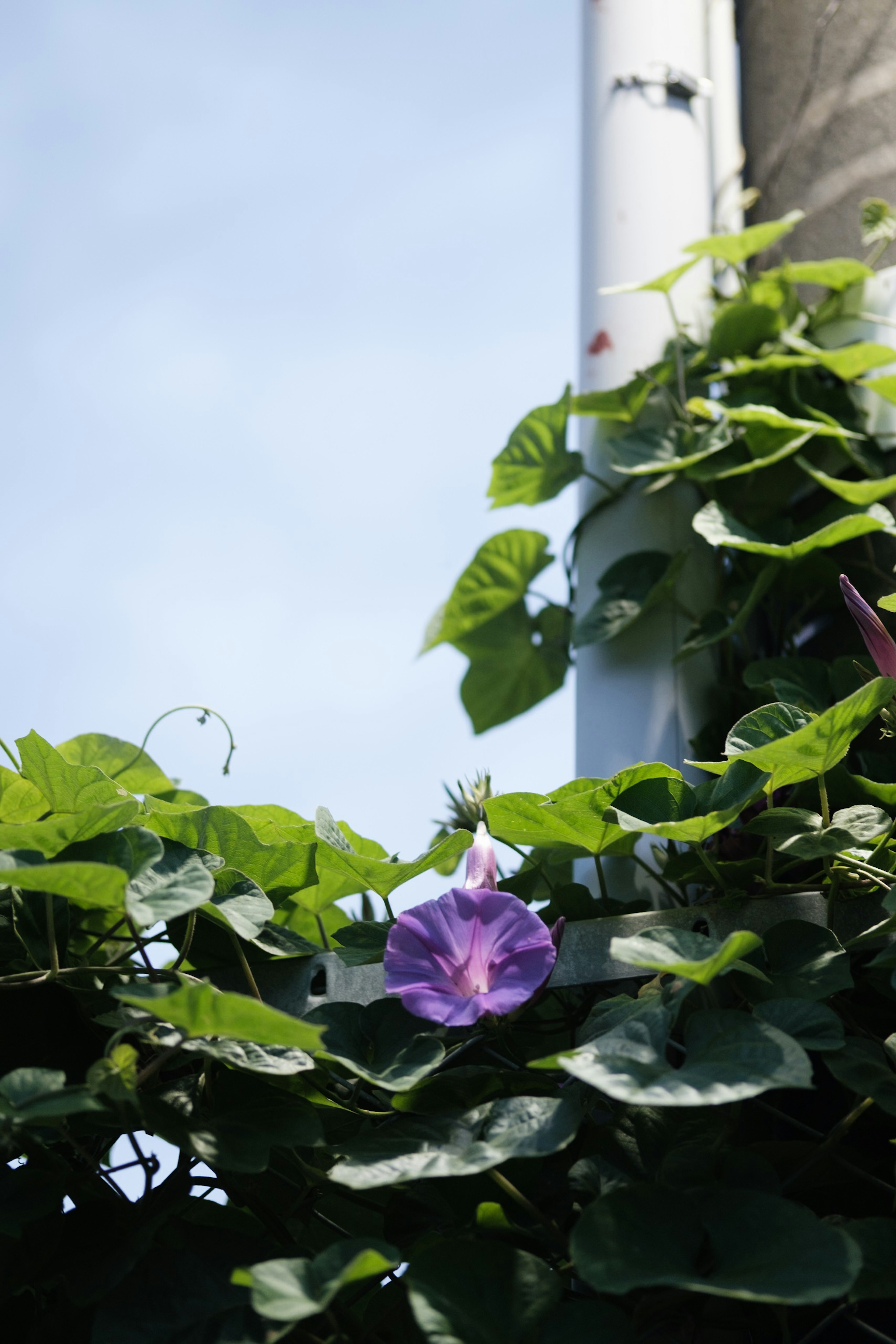 Primer plano de hojas verdes con una flor morada contra un cielo azul