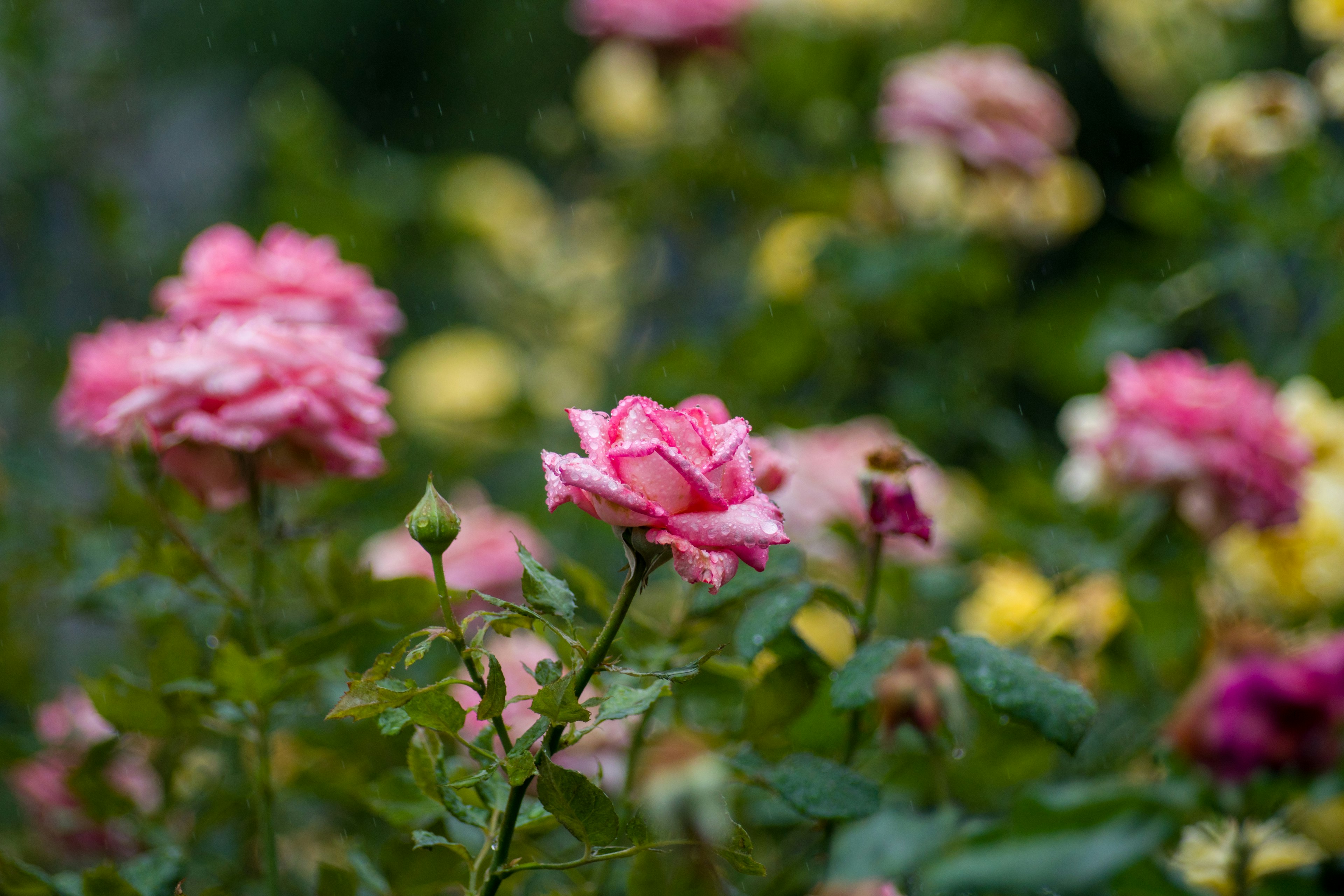 Schöne rosa Rosen blühen in einem Garten