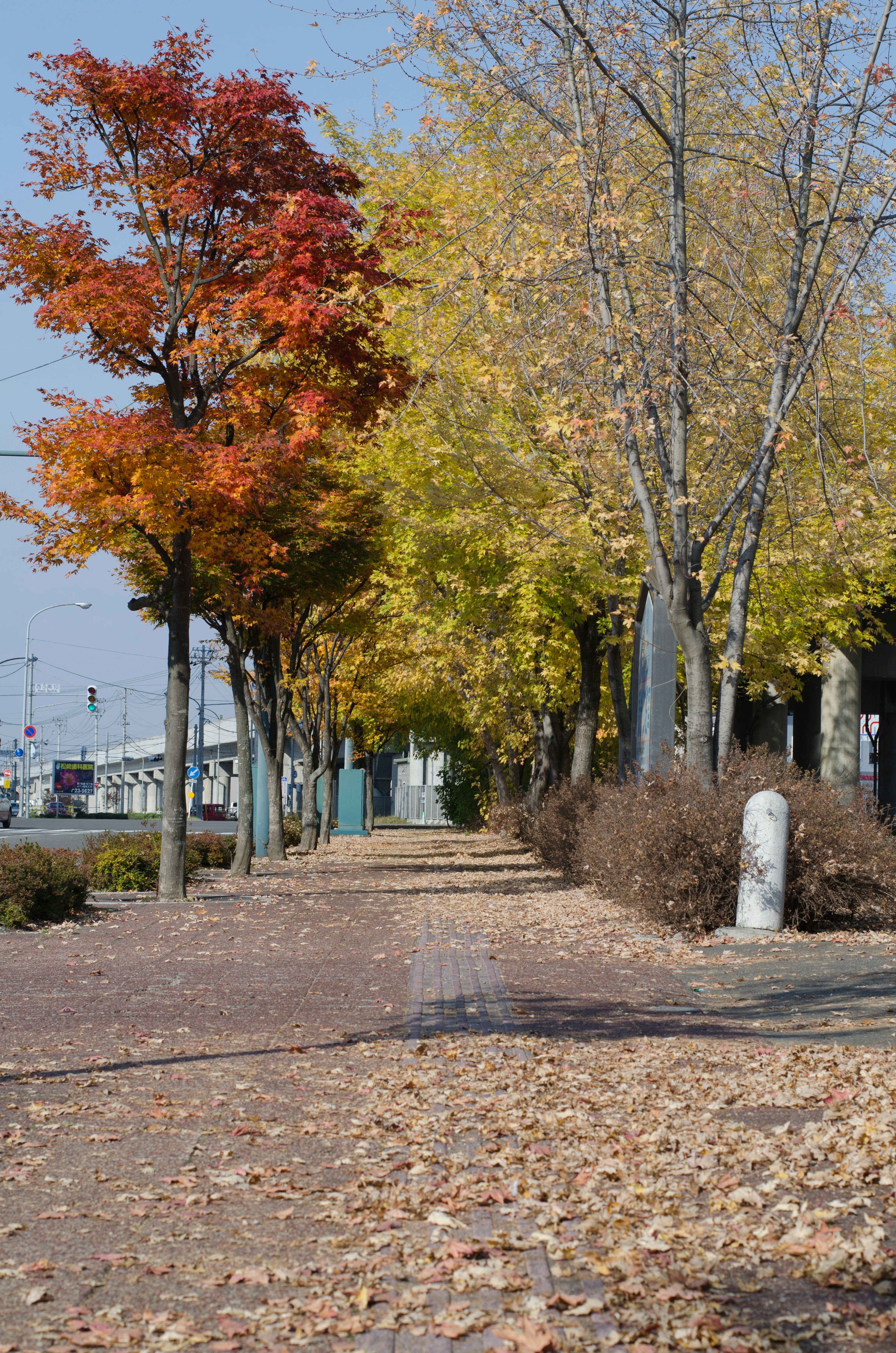 Walkway lined with autumn trees and fallen leaves