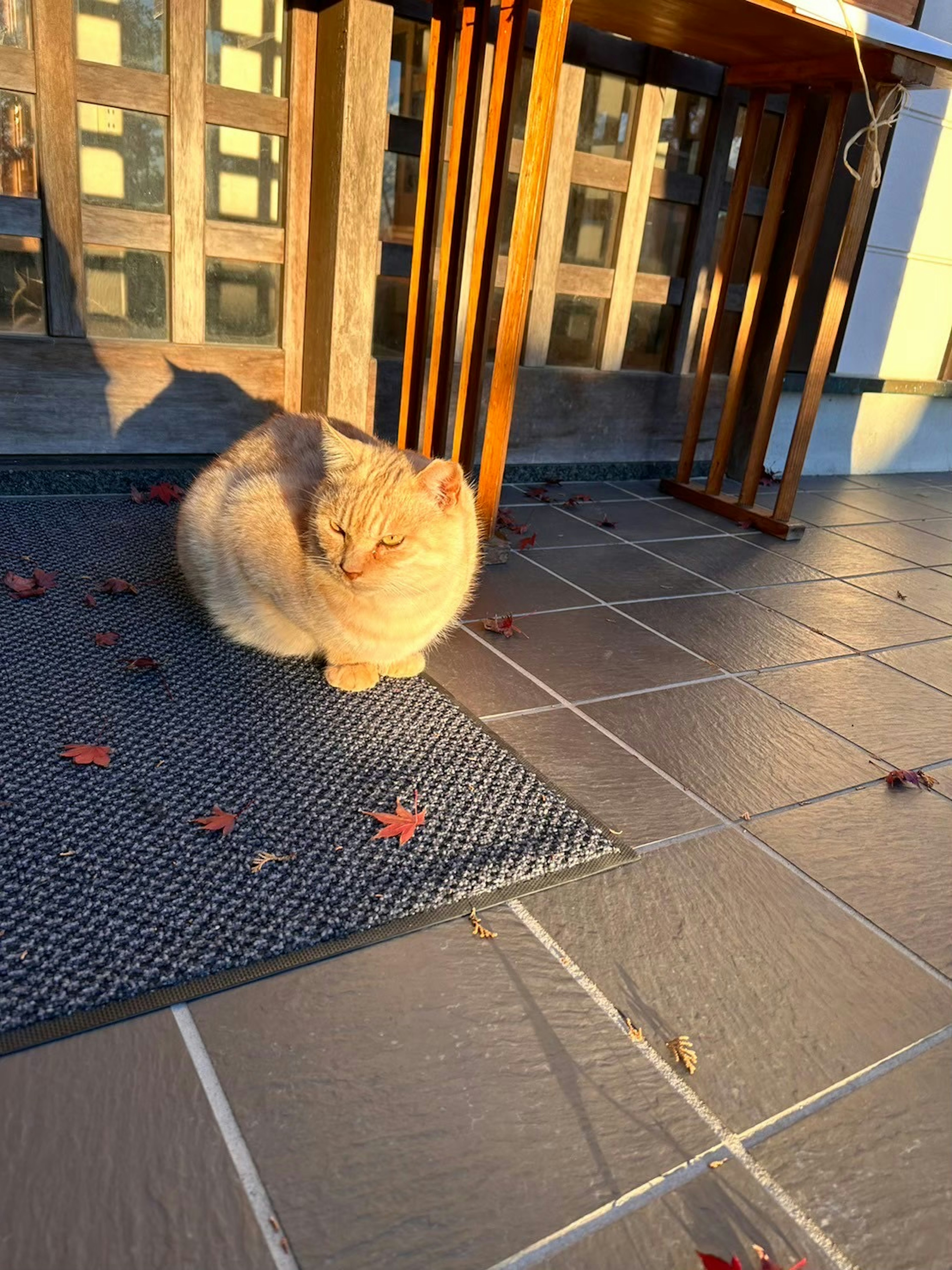 Eine süße Katze, die in der Sonne auf Fliesen sitzt