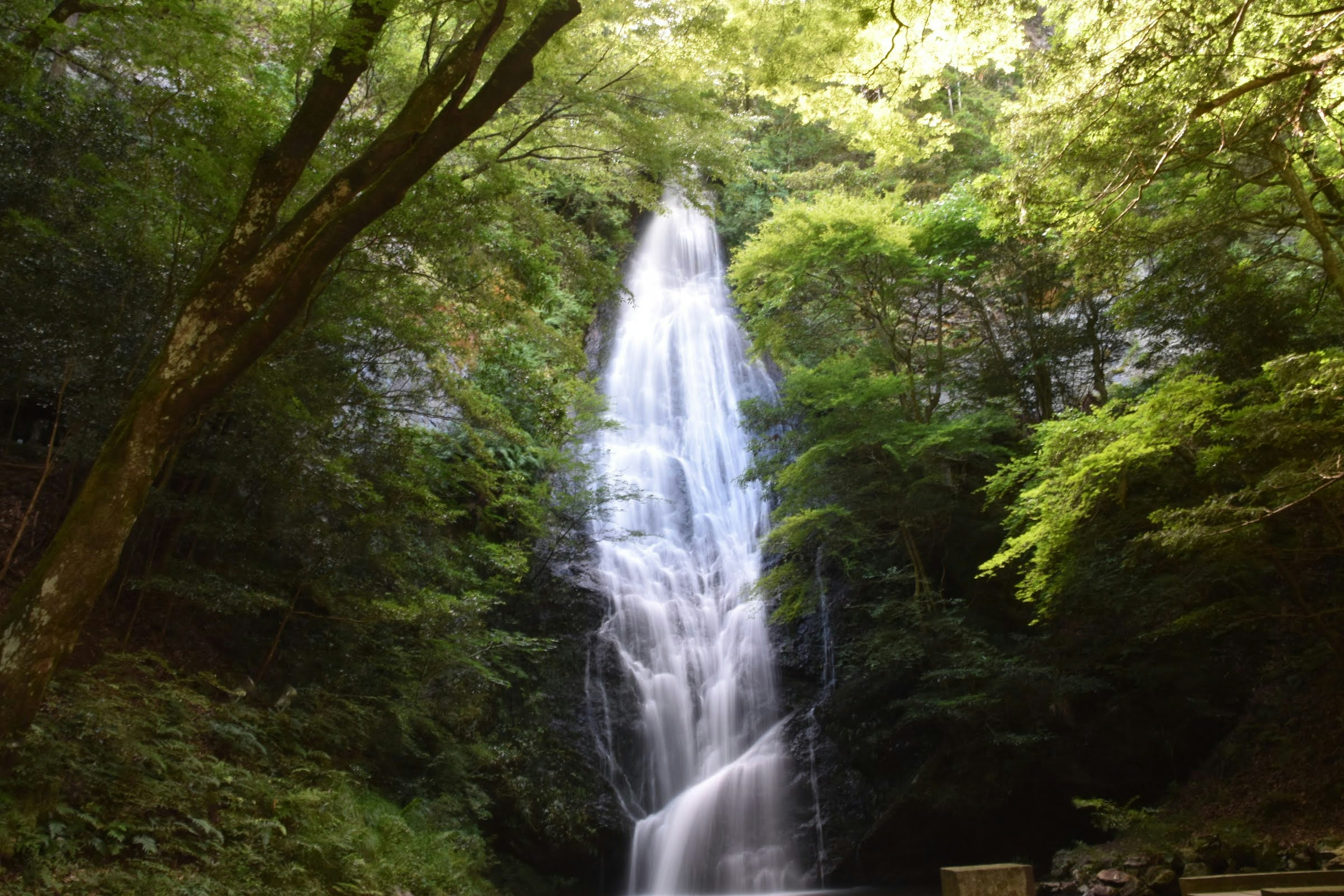 Ein atemberaubender Wasserfall, der durch üppiges Grün fließt