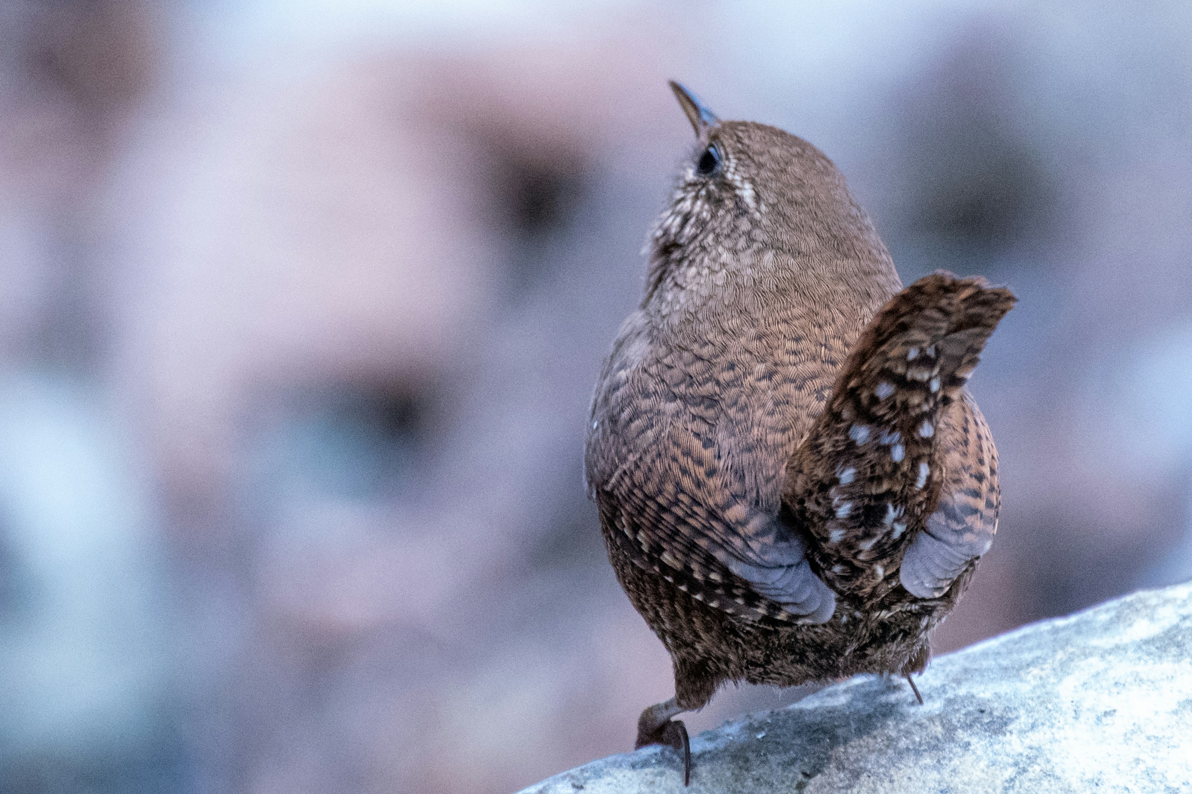 Ein kleiner brauner Vogel steht auf einem Stein mit dem Rücken zu