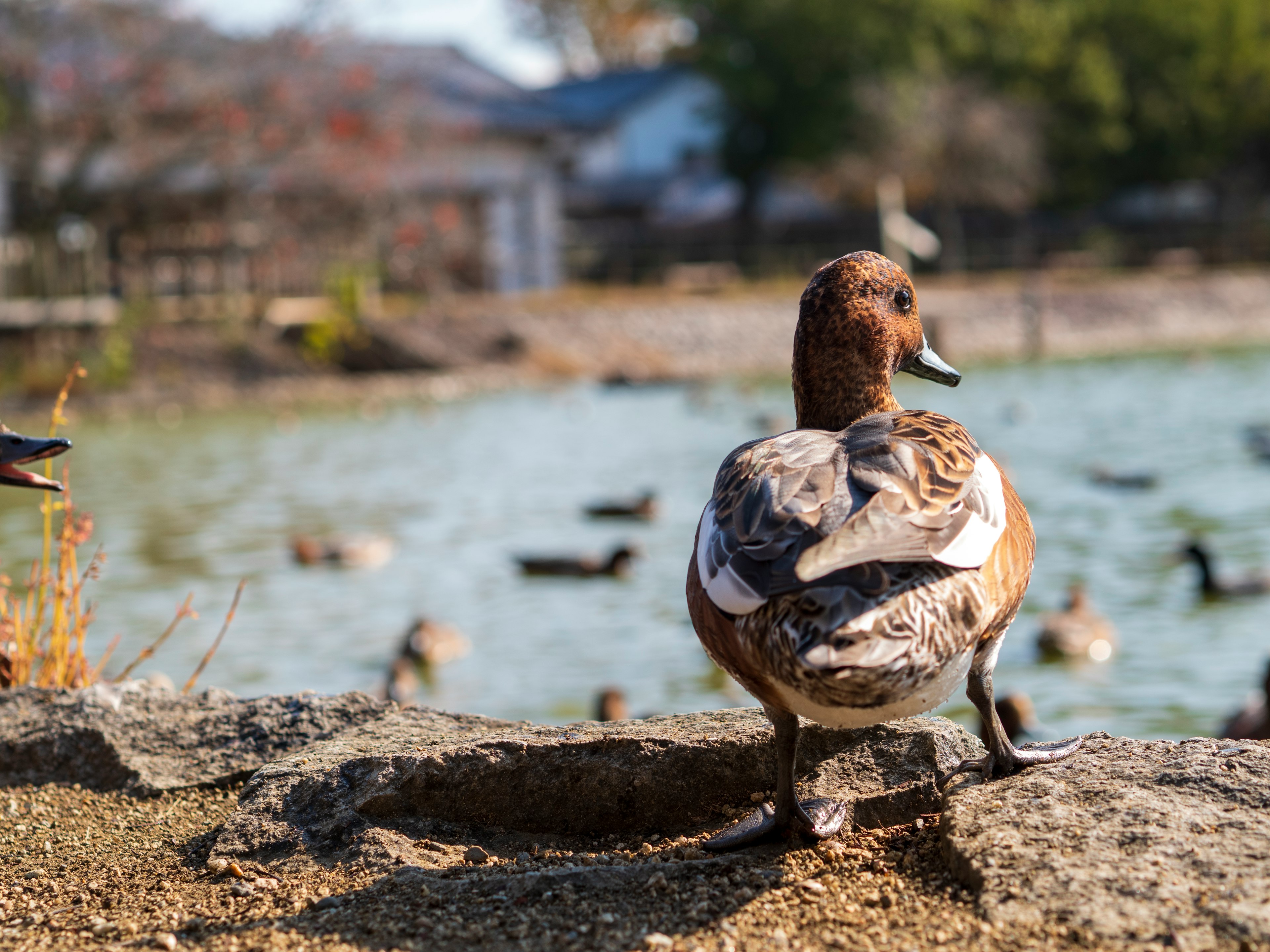 Un canard se tenant au bord de l'eau avec un étang en arrière-plan