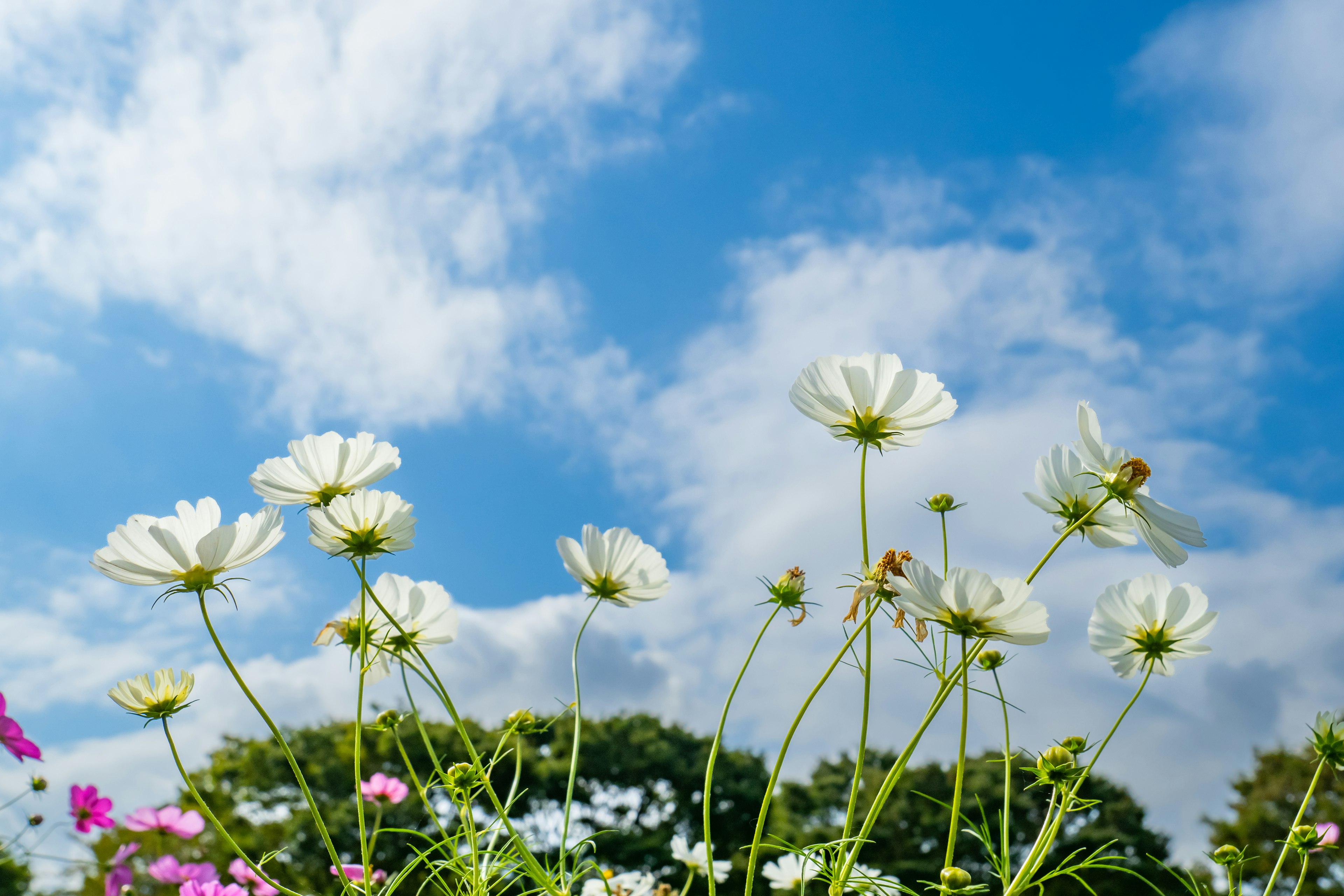 A scene of white flowers blooming under a blue sky with fluffy clouds