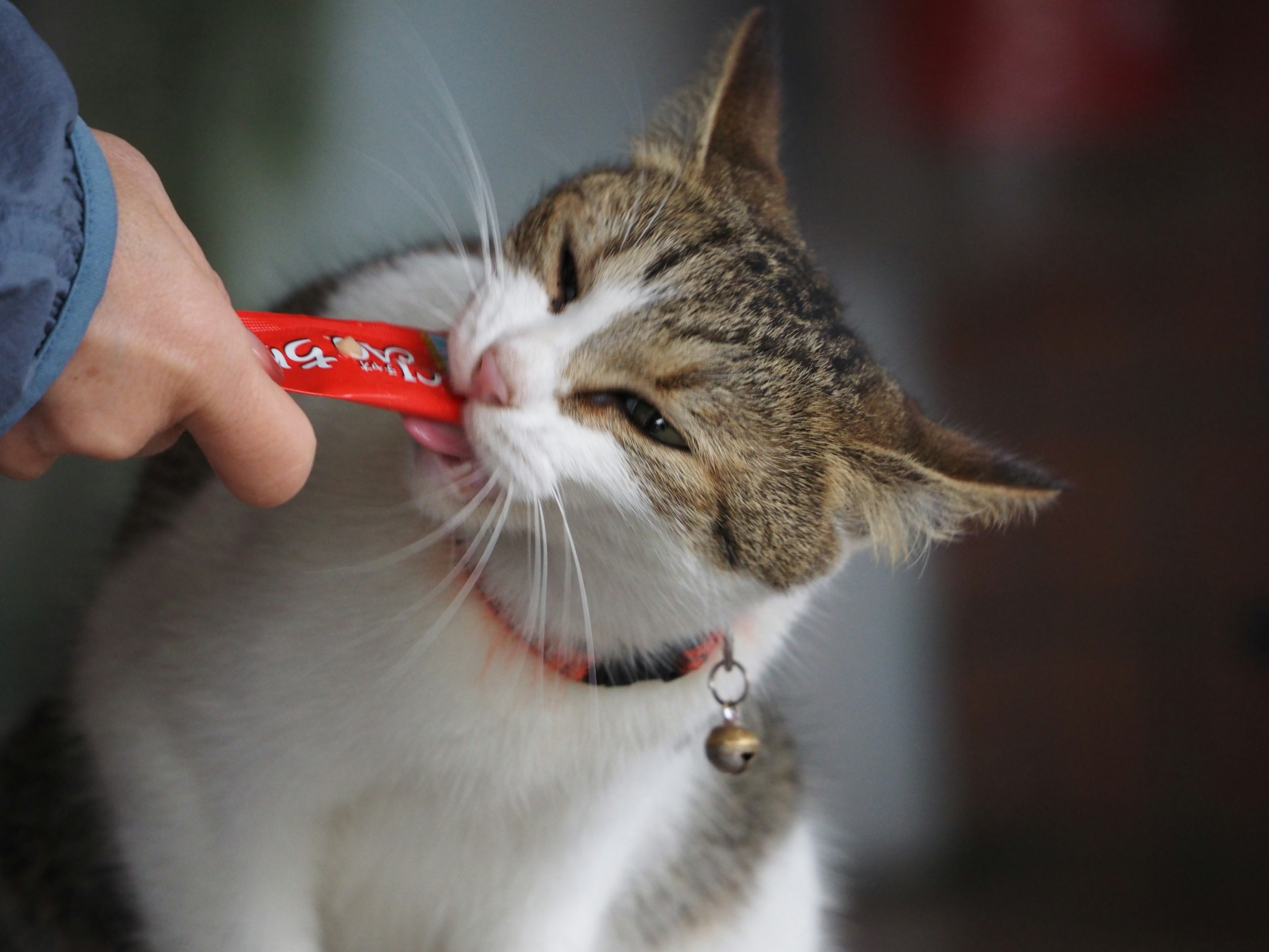 Seekor kucing menjilati camilan merah dari tangan seseorang