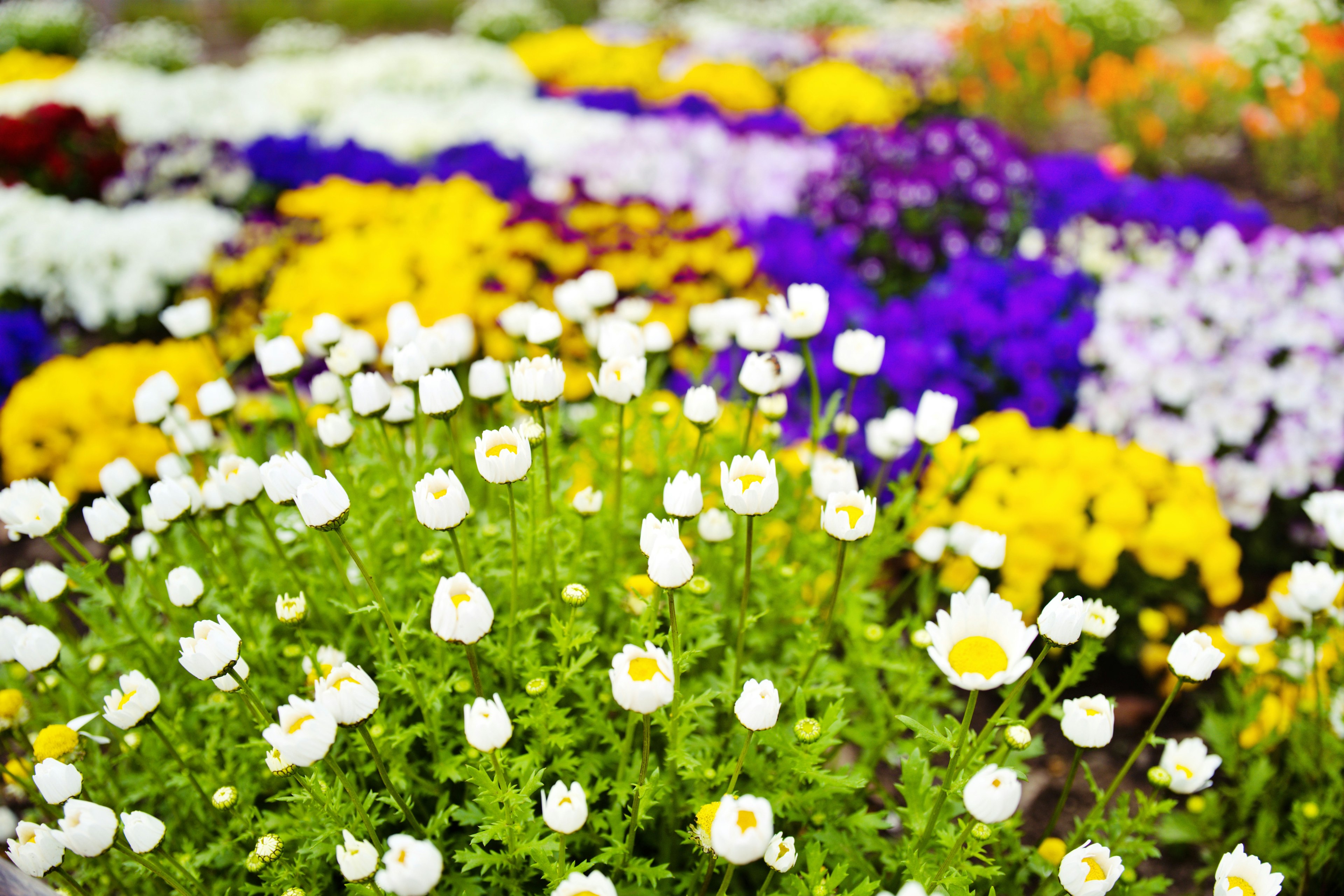 Giardino fiorito colorato con vari fiori in fiore