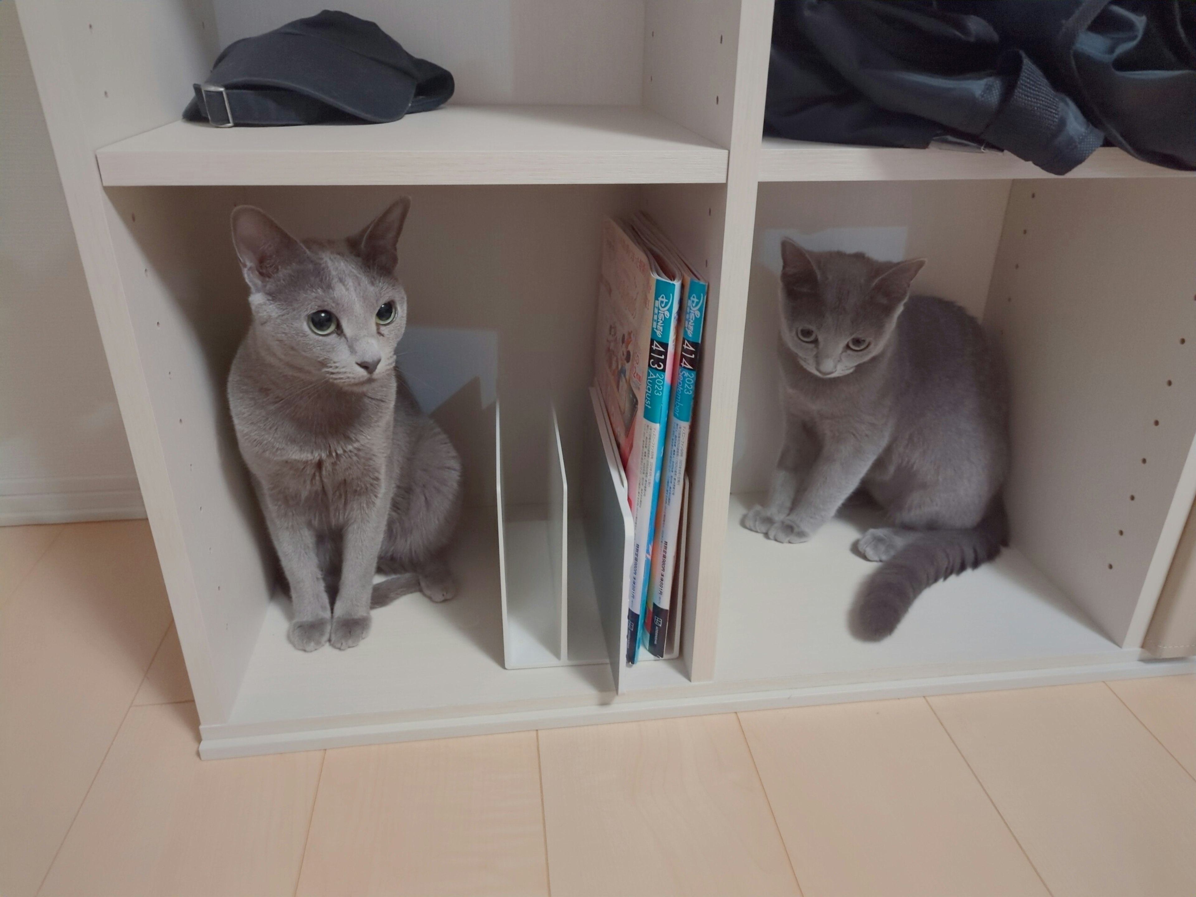 Two gray cats sitting in a bookshelf cubby