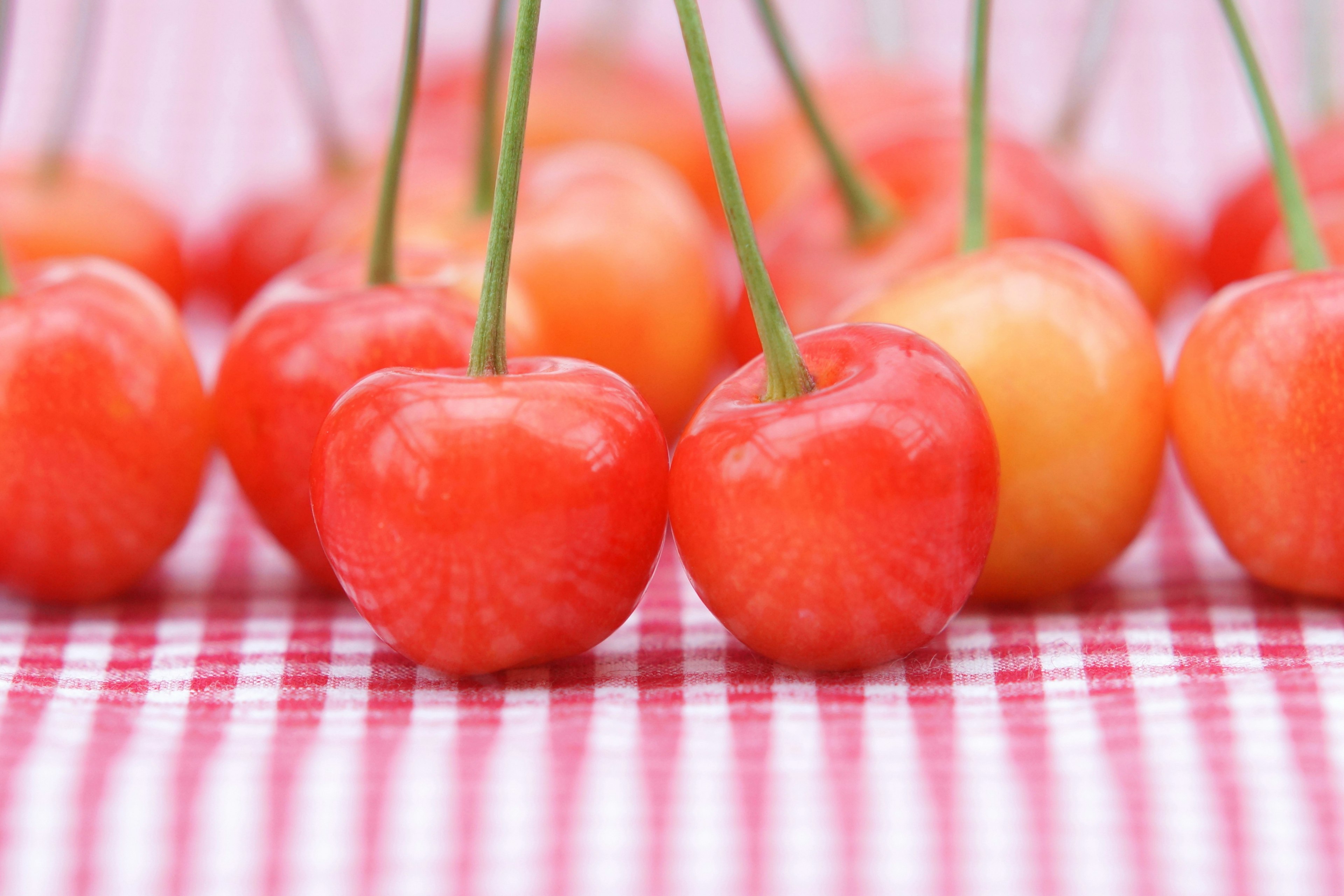 Rote Kirschen auf einem karierten Tischdecken angeordnet