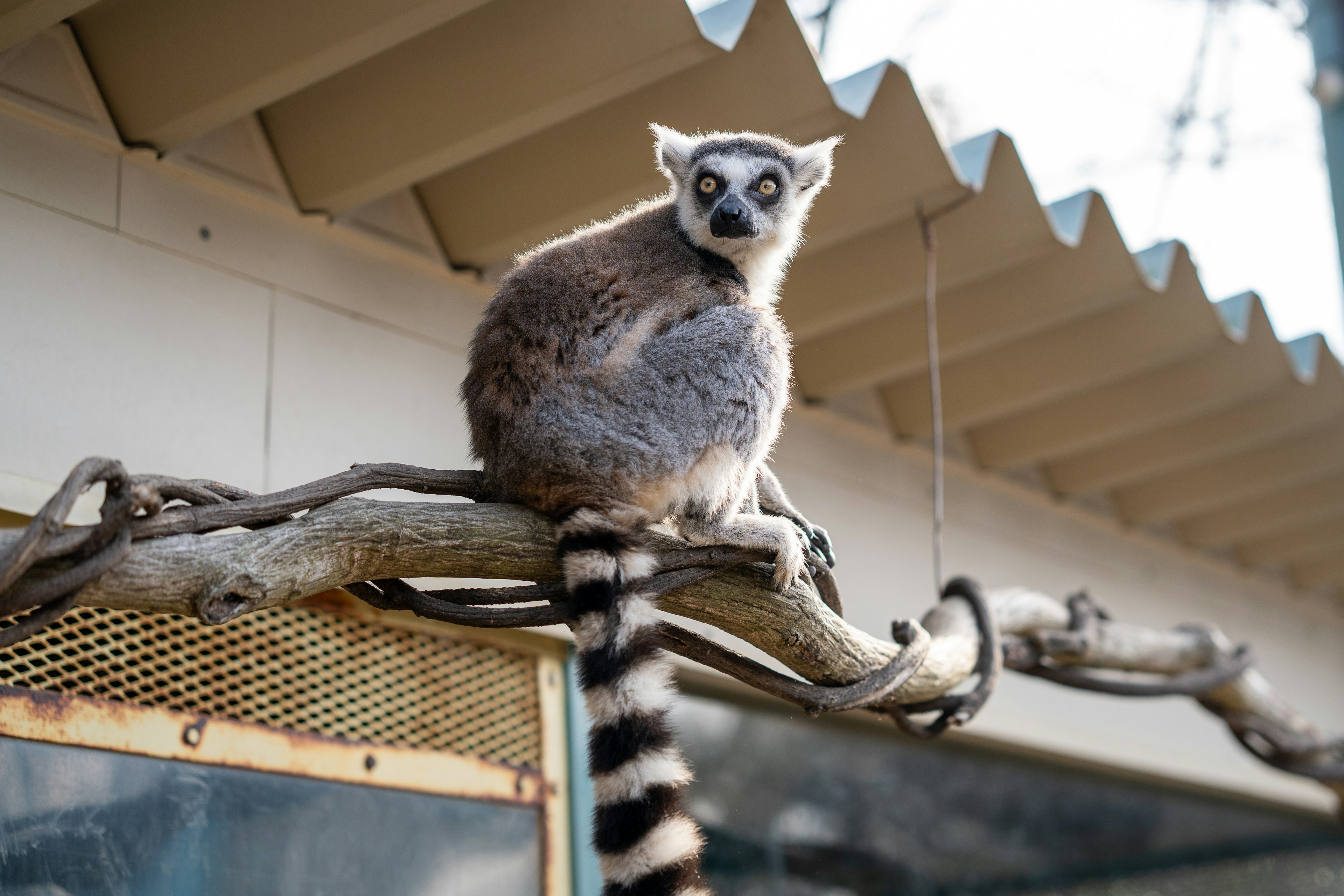 Seekor lemur duduk di atas cabang dengan pola hitam dan putih yang mencolok