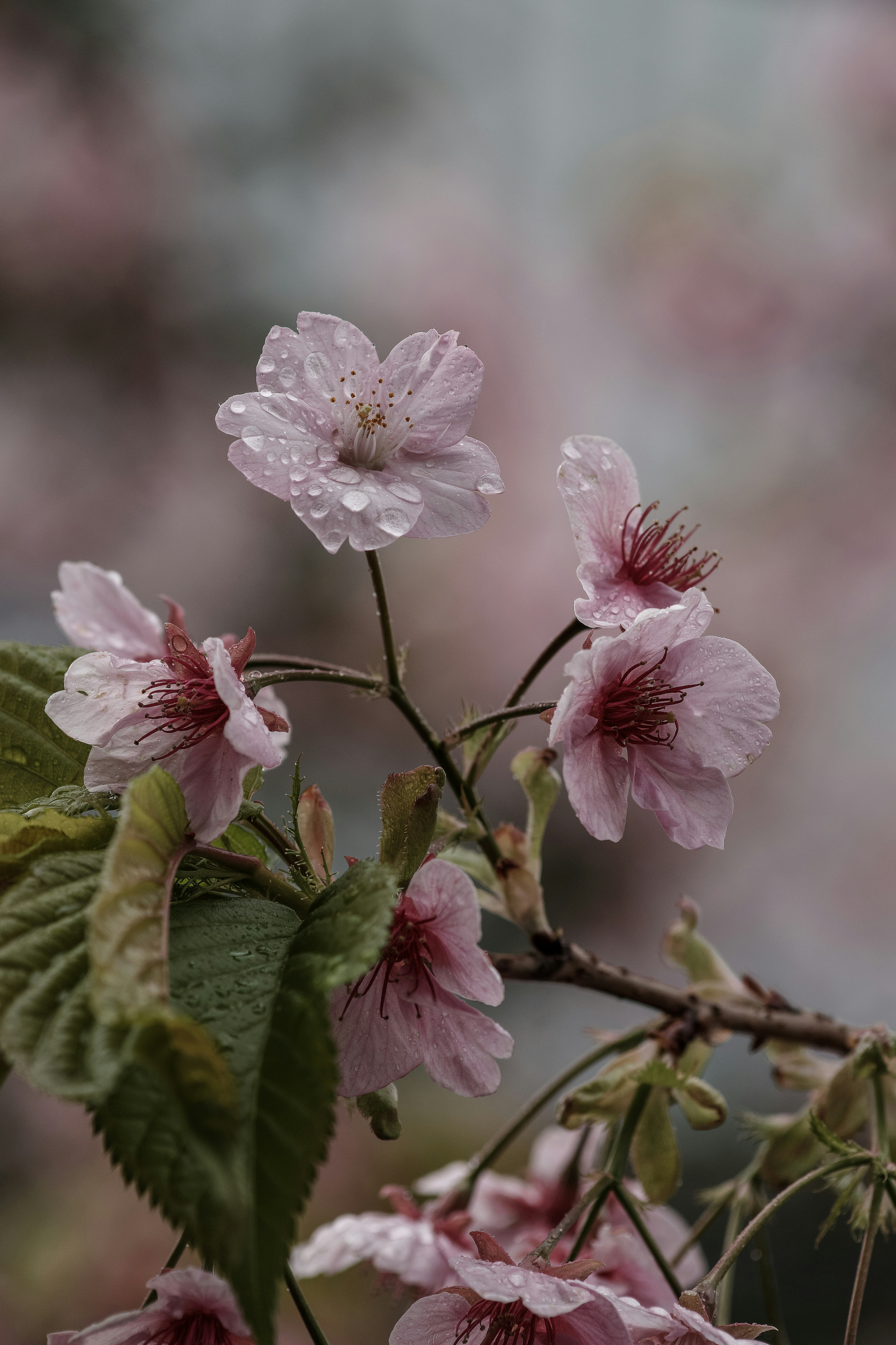 Beautiful branch of cherry blossoms with soft pink petals and water droplets