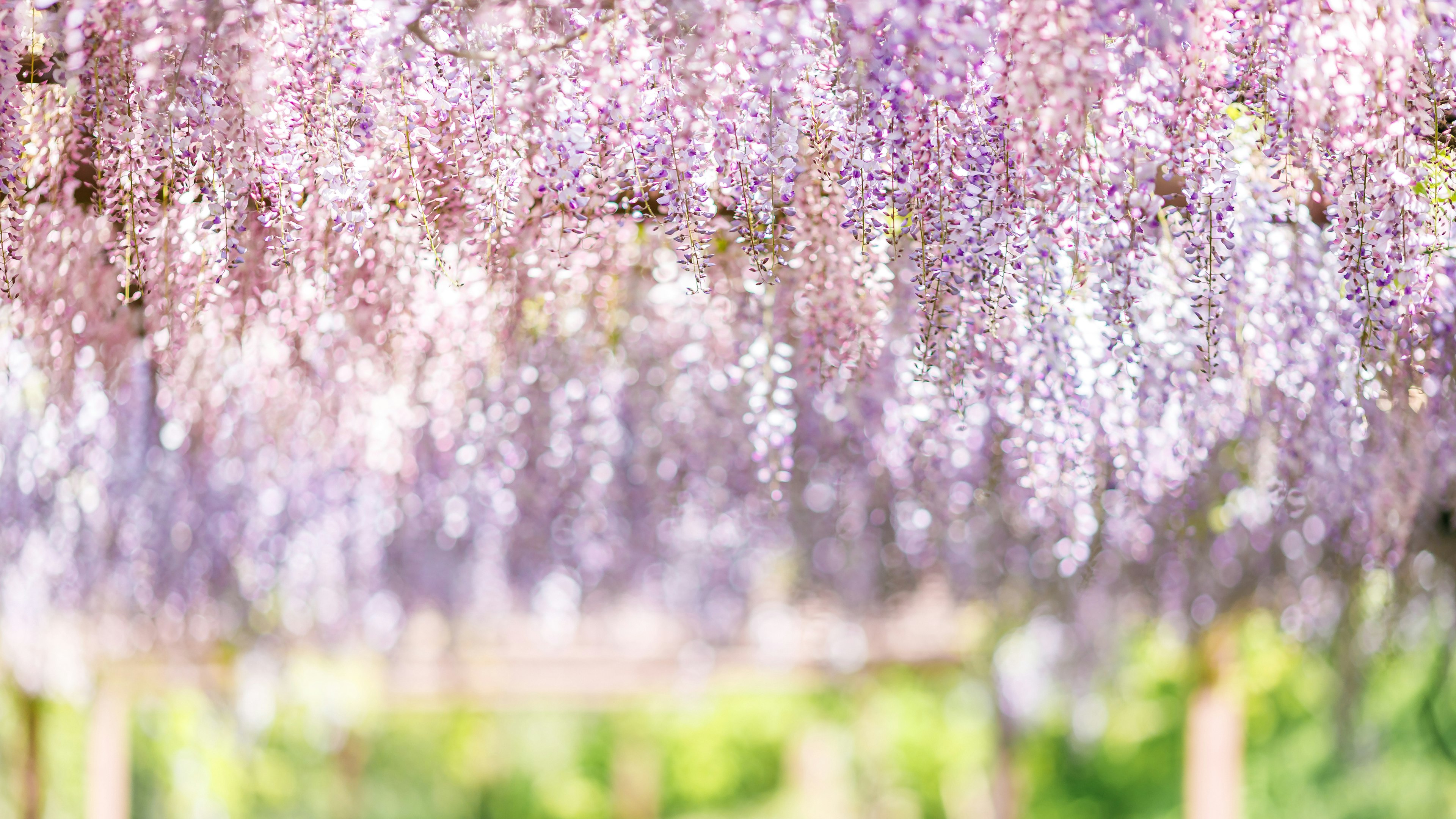 Schöne Szene mit kaskadierenden lila Glyzinienblüten