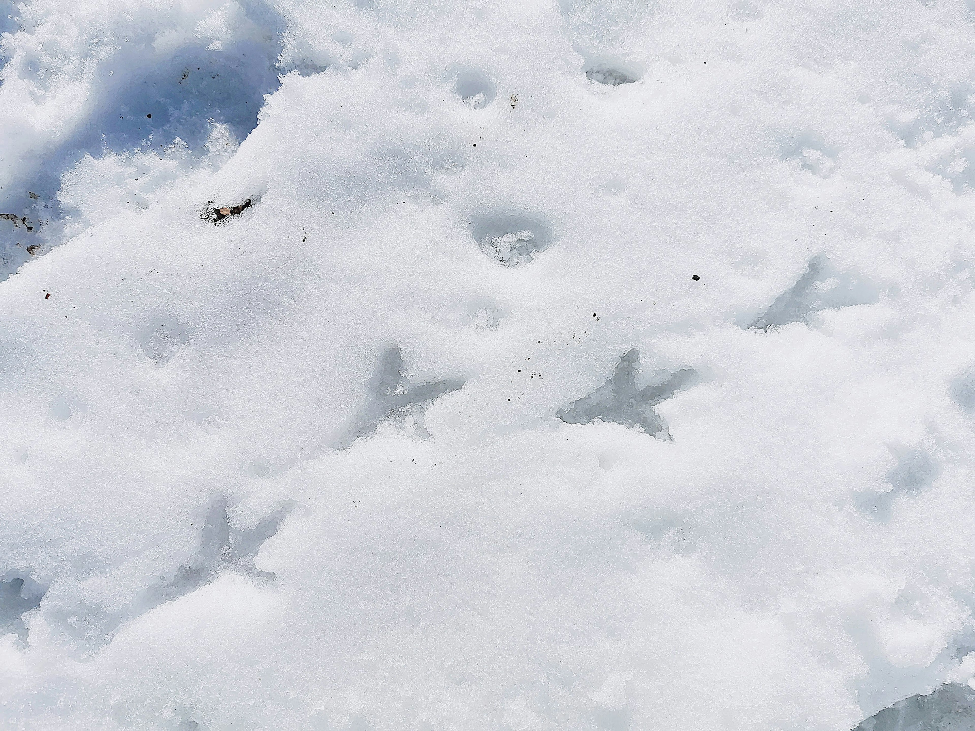 Tracce di uccelli visibili su una superficie innevata