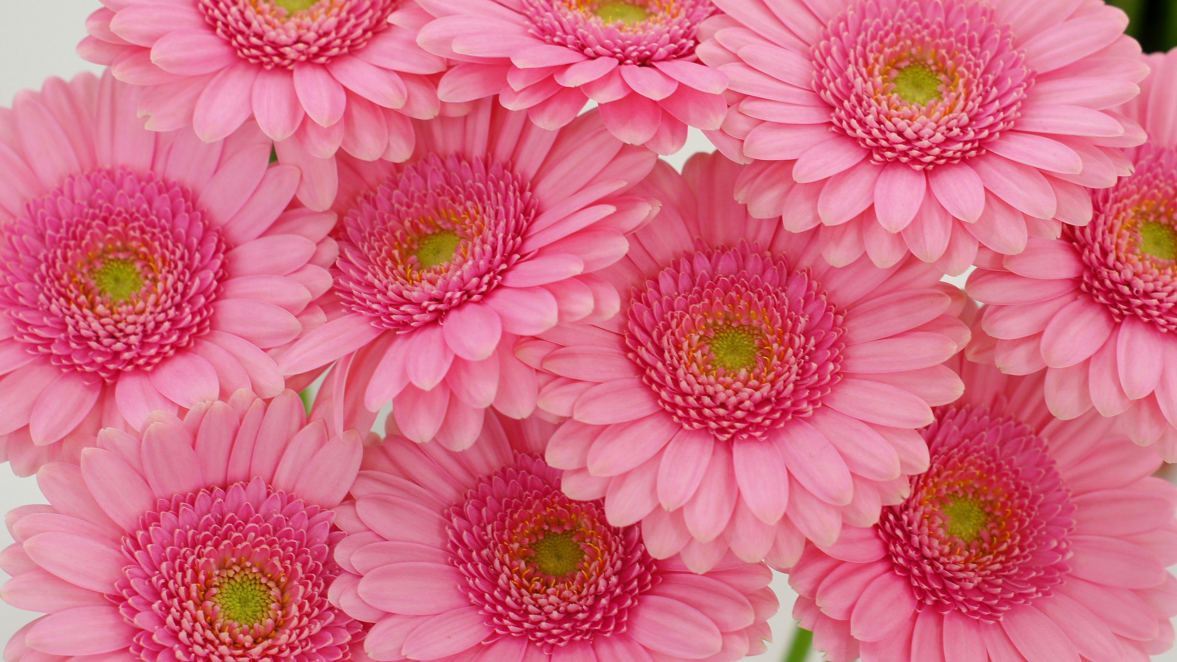 Rangkaian bunga gerbera pink cerah