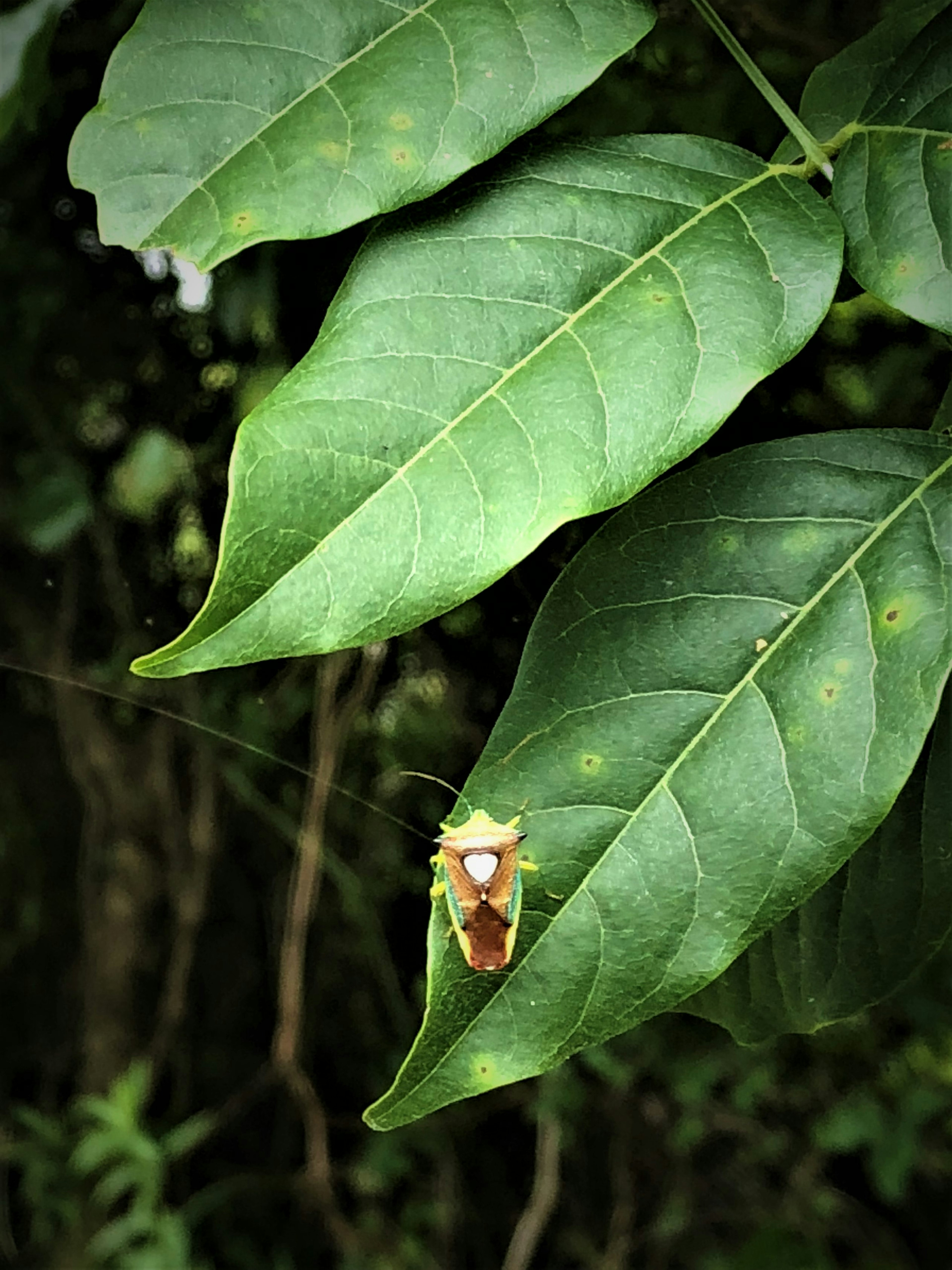 Close-up of an insect on green leaves