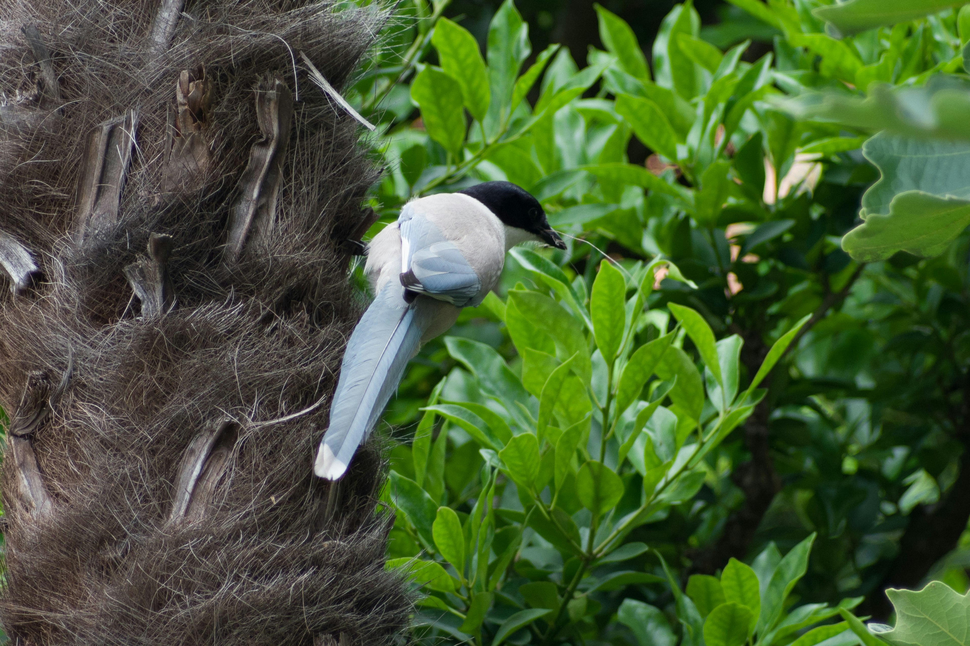 Bild eines weißen Vogels zwischen grünen Blättern