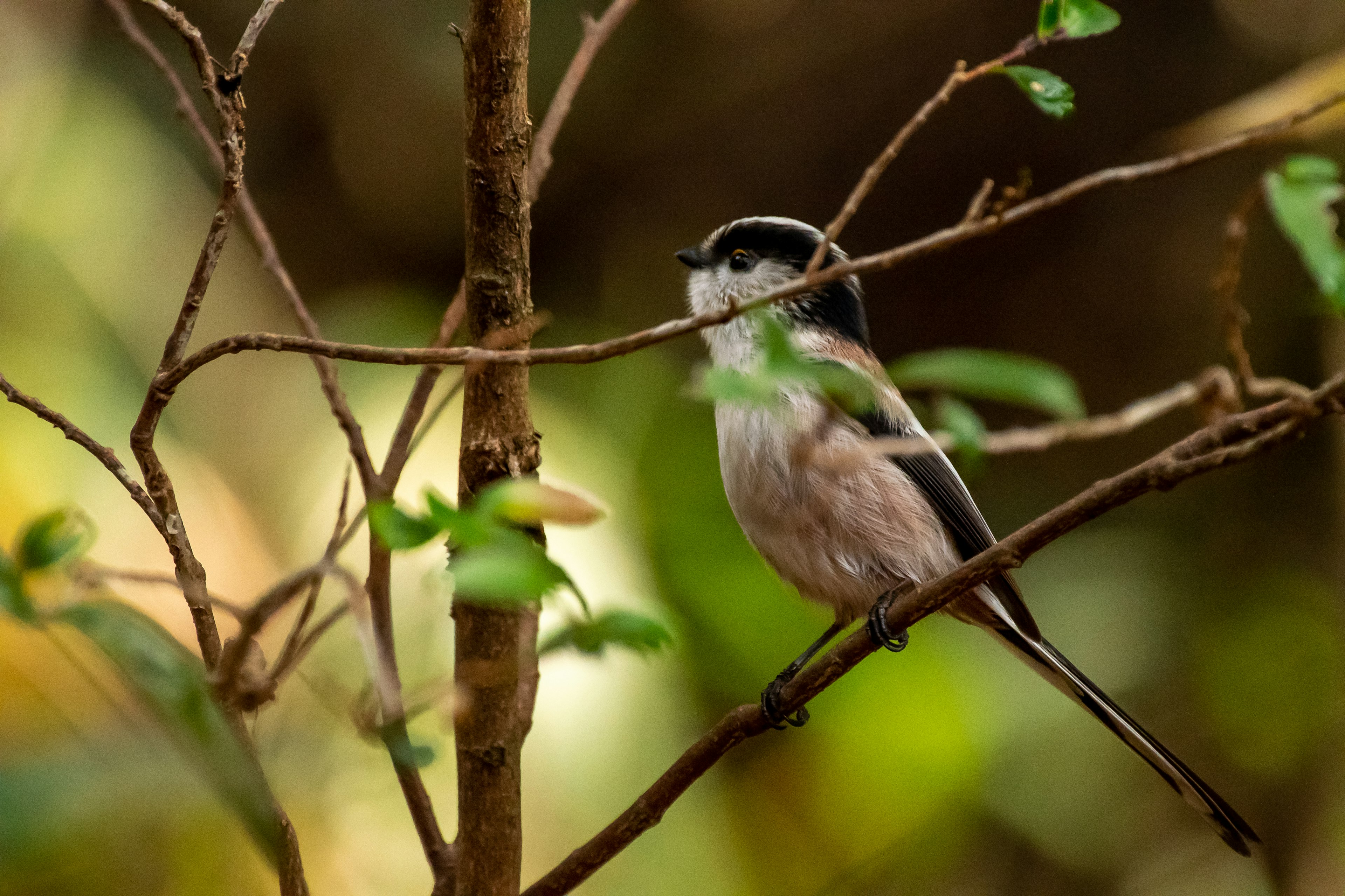 Ein kleiner Vogel sitzt auf einem Ast vor grünem Hintergrund