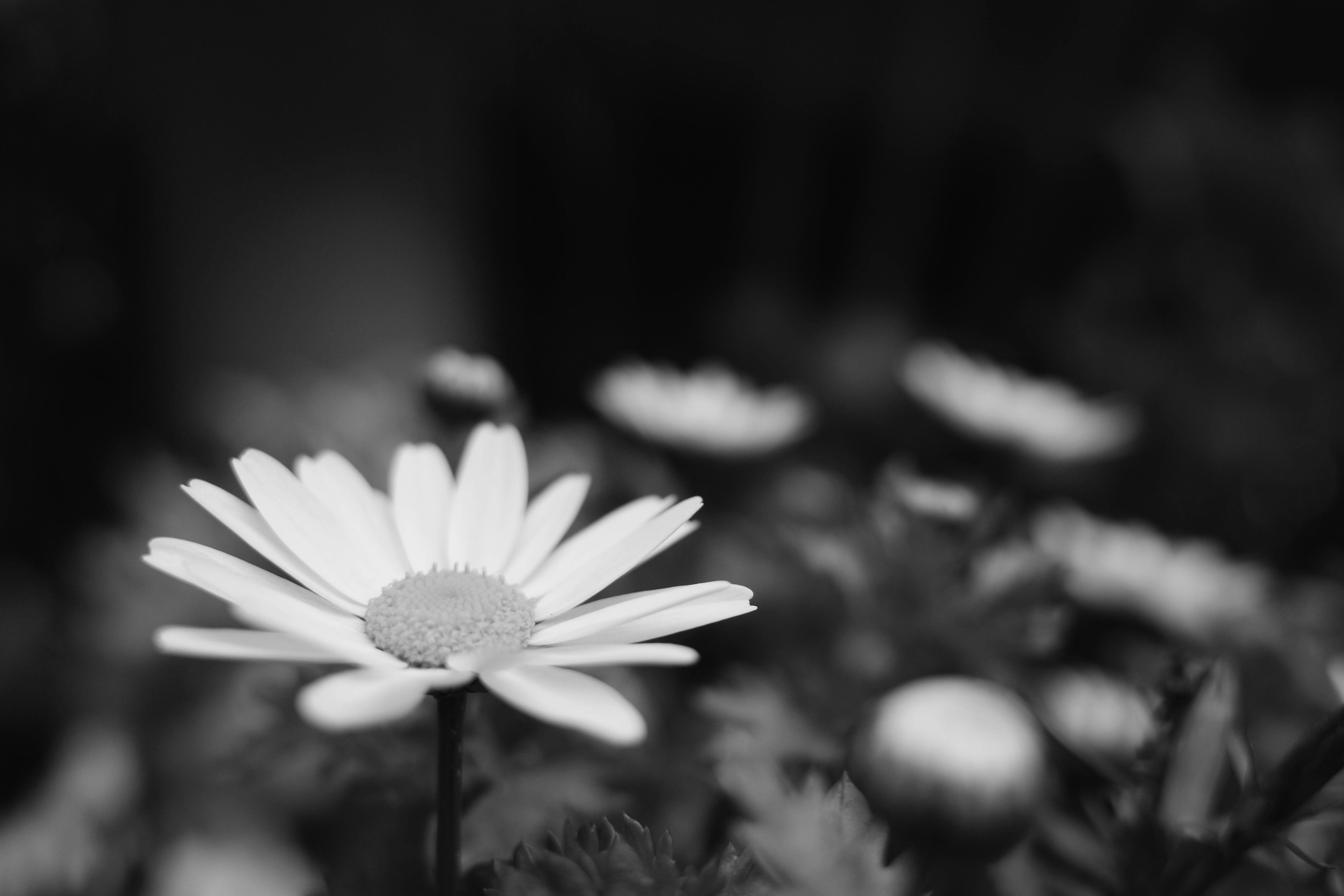 Black and white image of a daisy with large petals in focus, blurred other flowers in the background