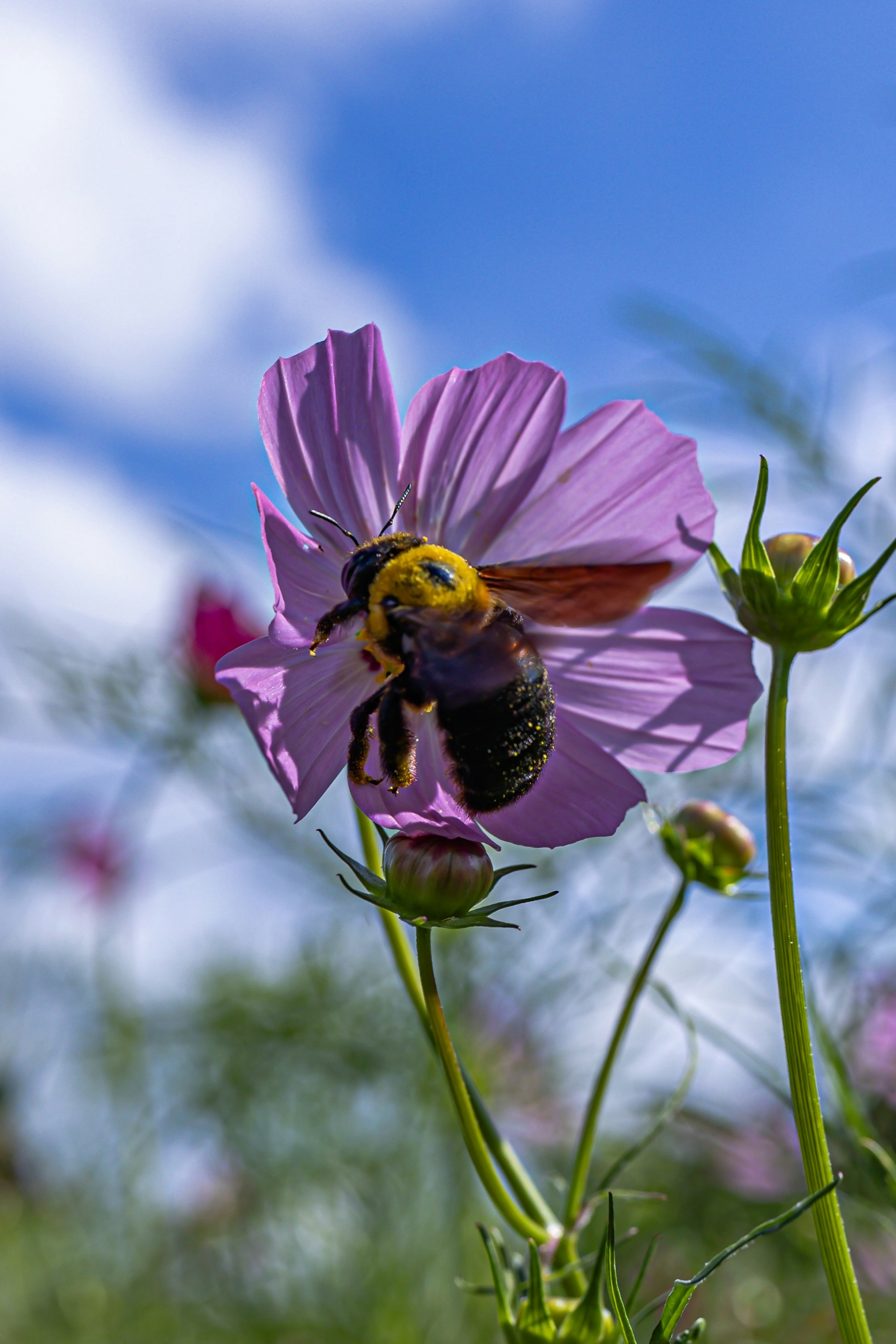 Ape su un fiore viola sotto il cielo estivo