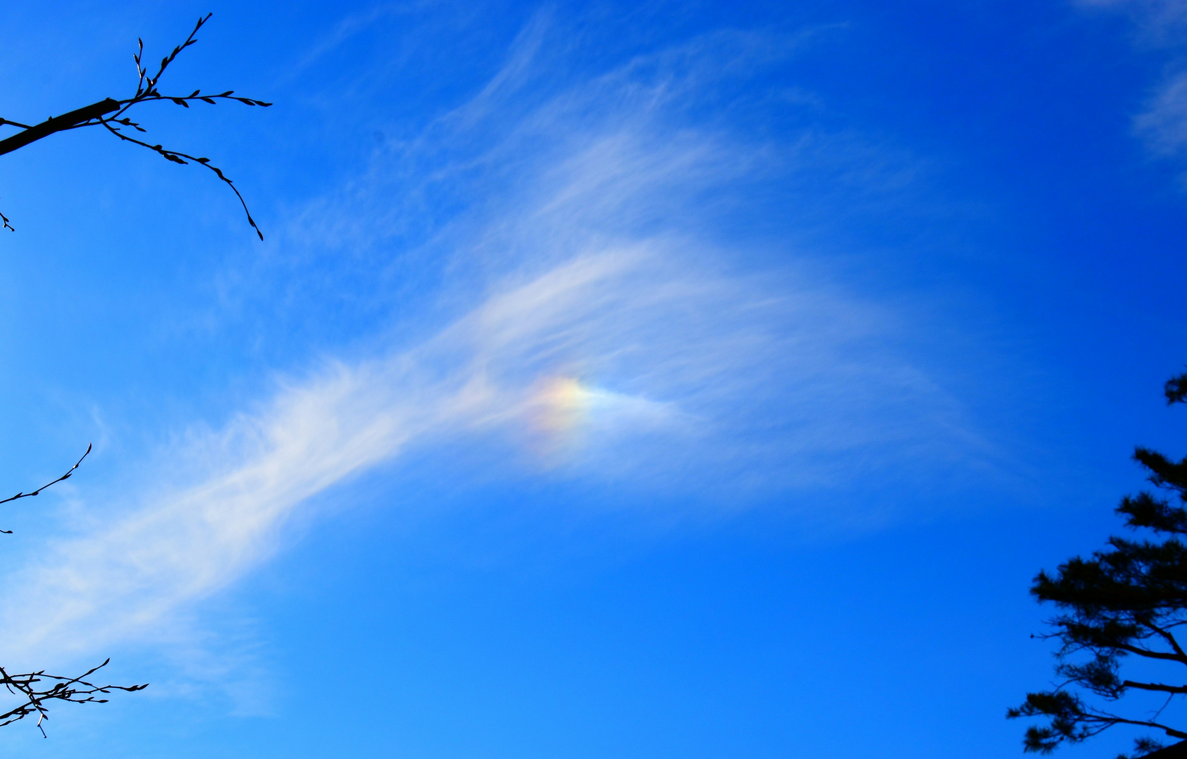 Nuvola colorata nell'arcobaleno in un cielo blu con silhouette di alberi