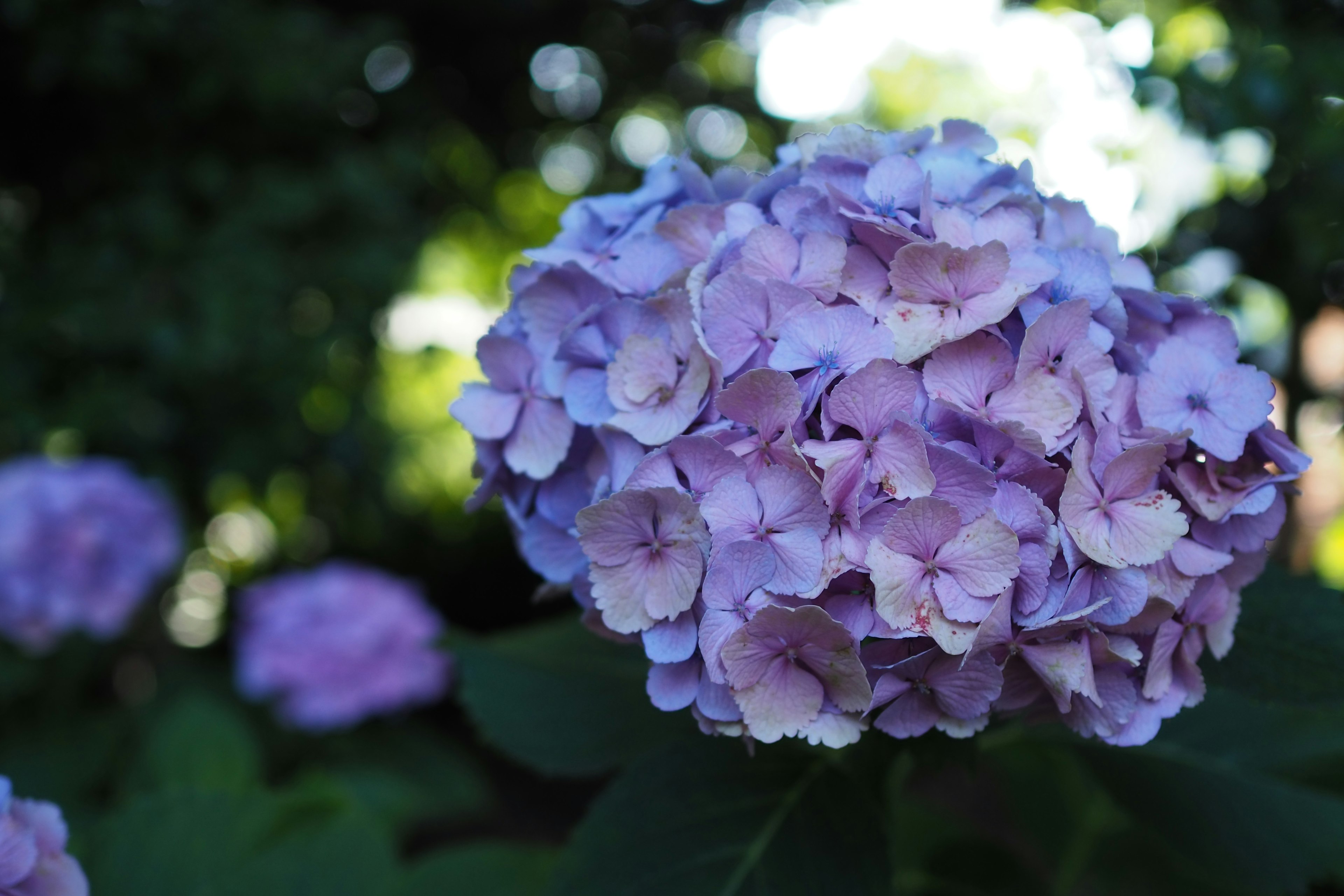 Acercamiento de una flor de hortensia púrpura con un fondo verde difuminado