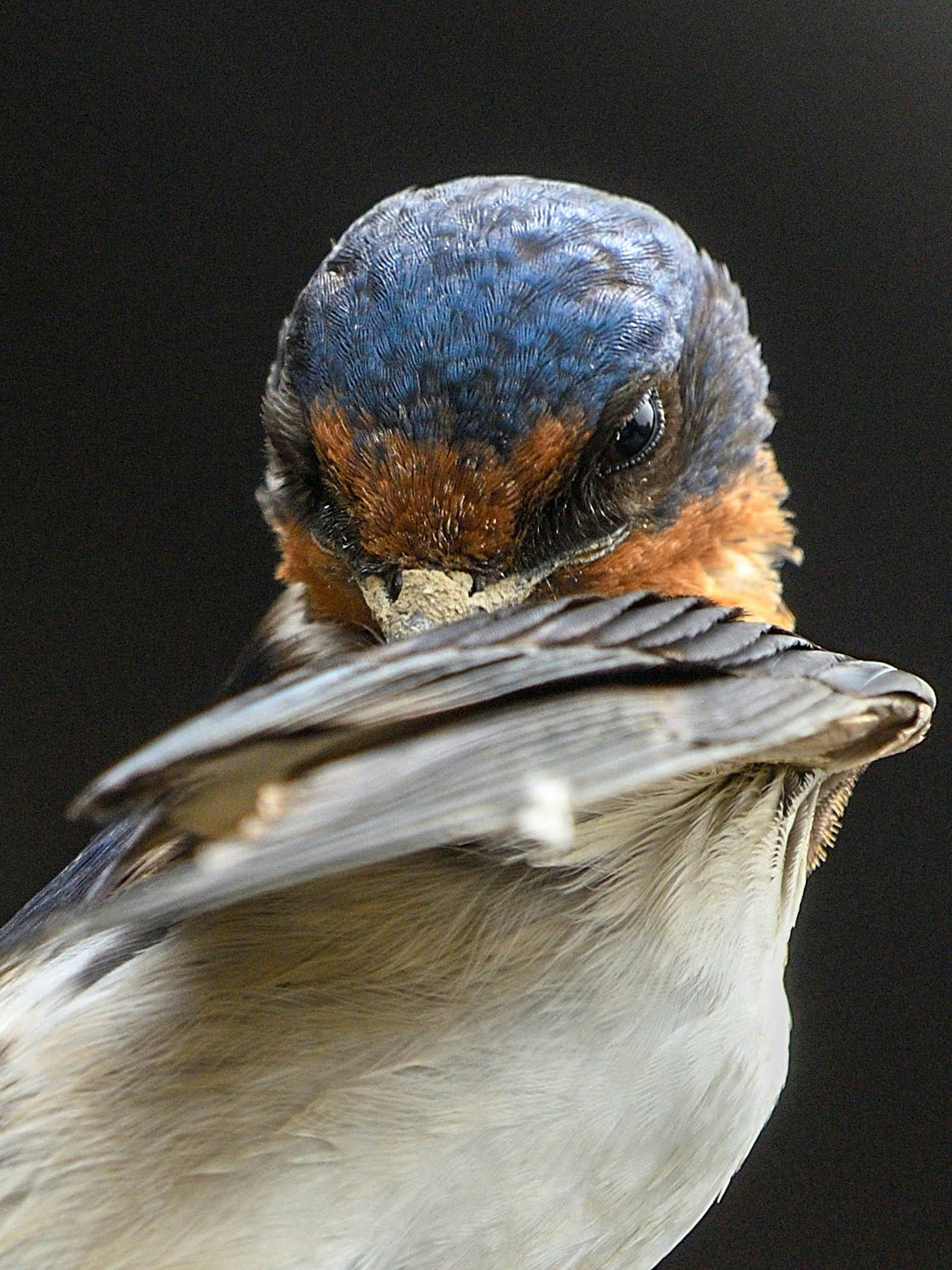 Close-up of a bird with a blue head and orange throat