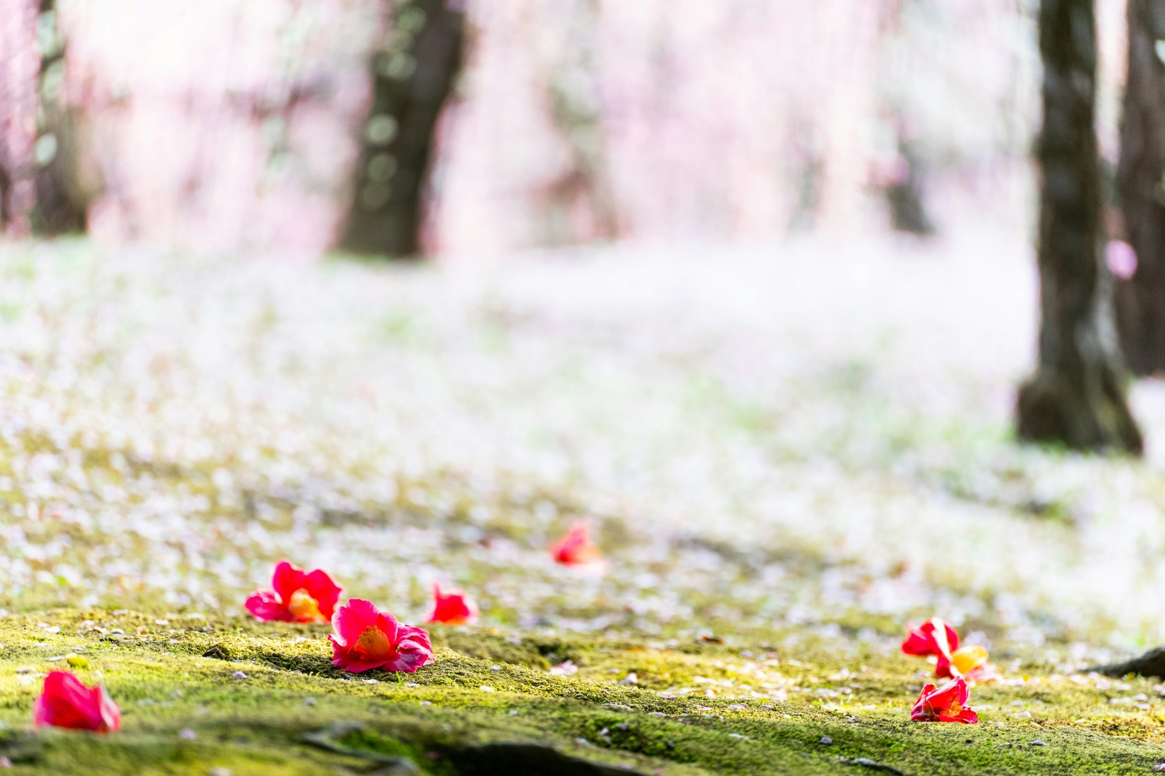 Petali di fiori rossi sparsi su muschio verde in un parco primaverile