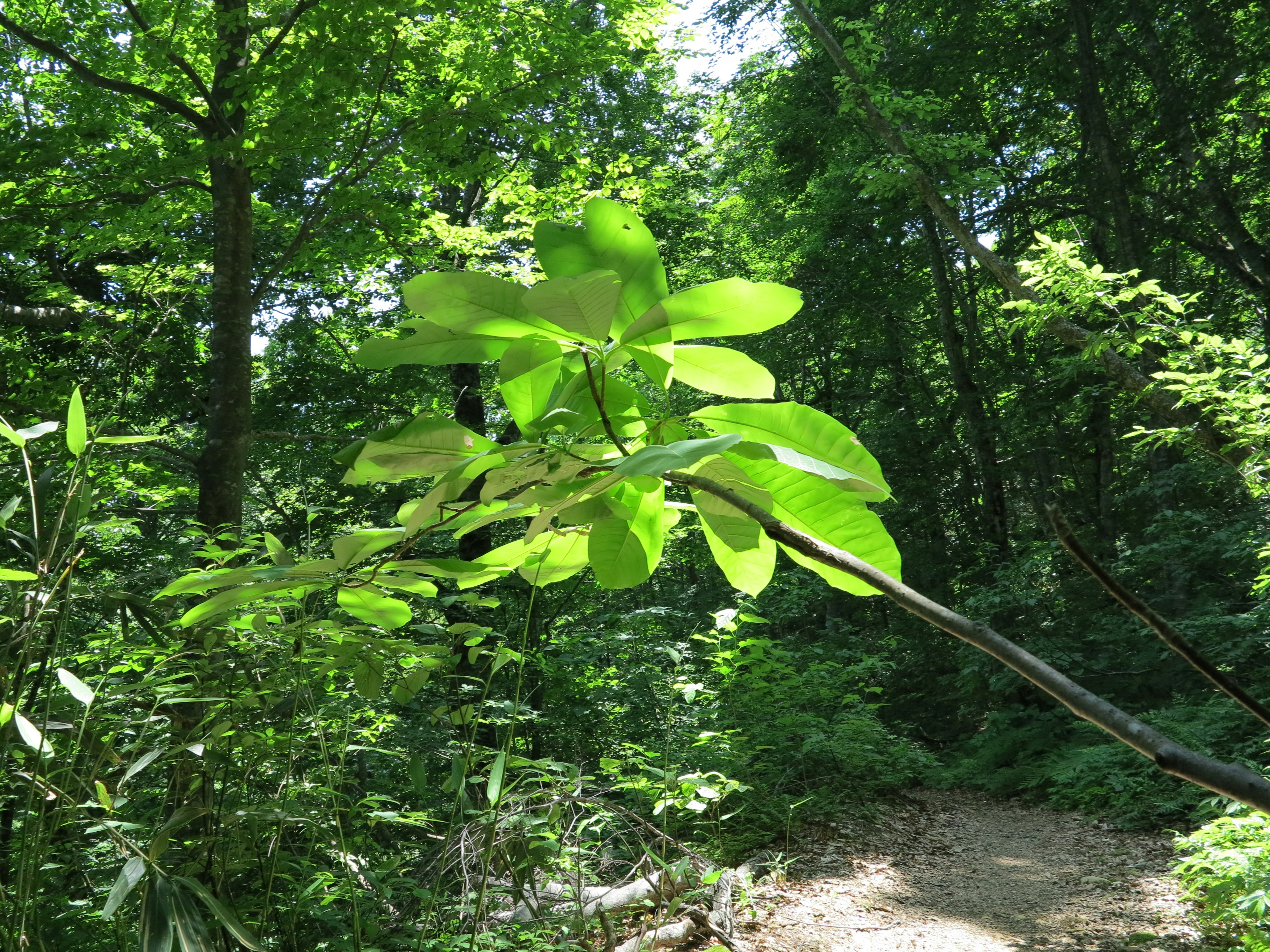 Glänzende Blätter in einem üppigen grünen Wald