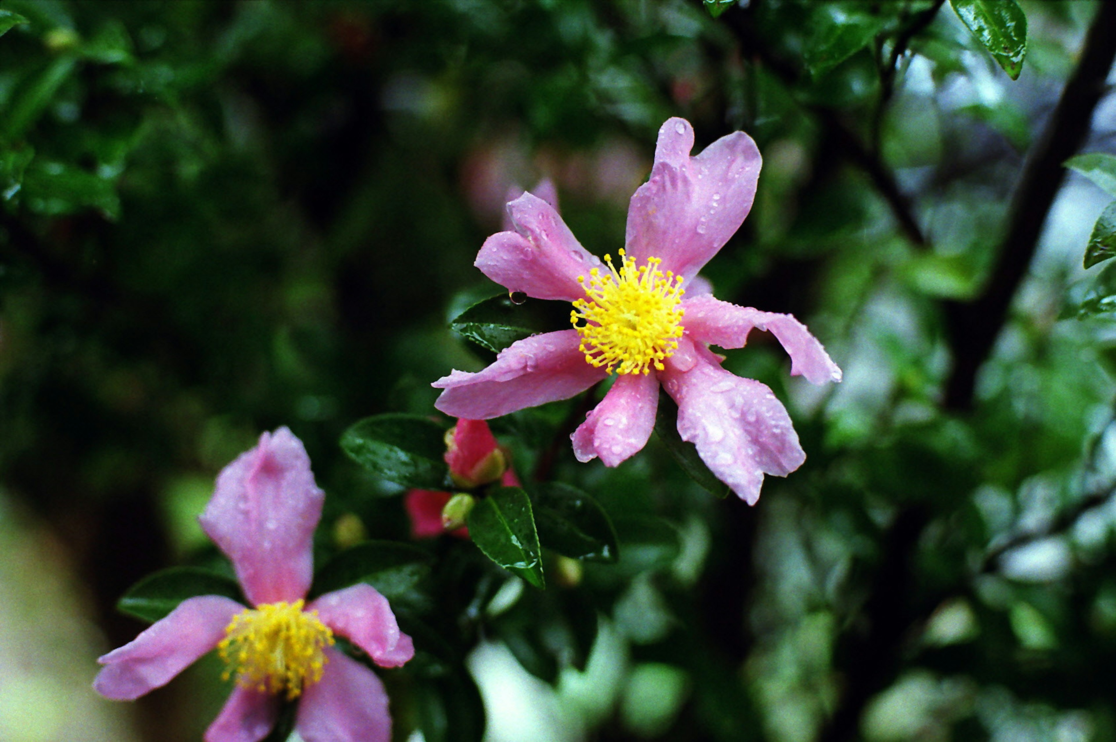 ピンクの花と緑の葉を持つ植物のクローズアップ